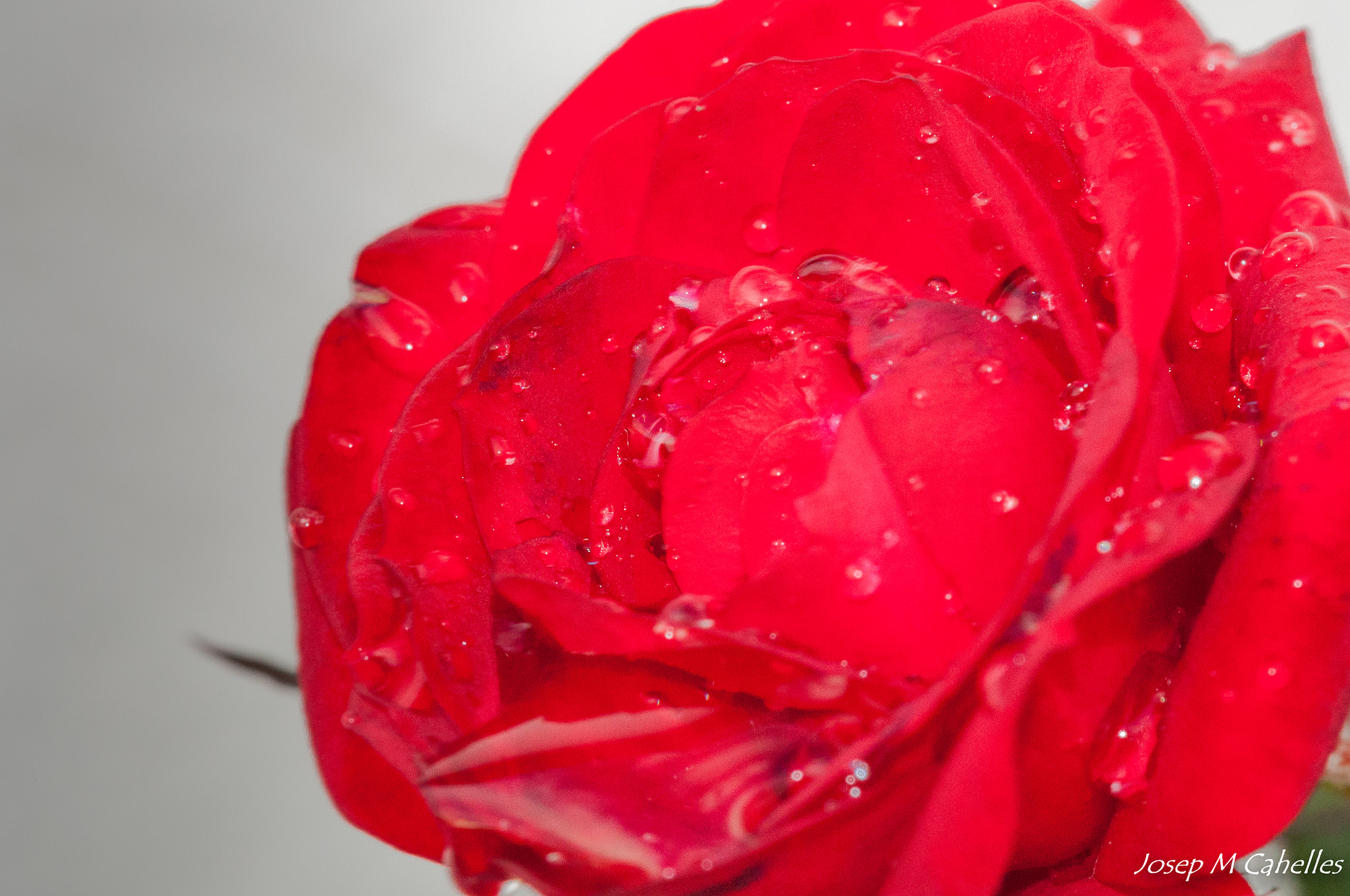 Sigma 150mm F2.8 EX DG OS Macro HSM sample photo. Rosa photography