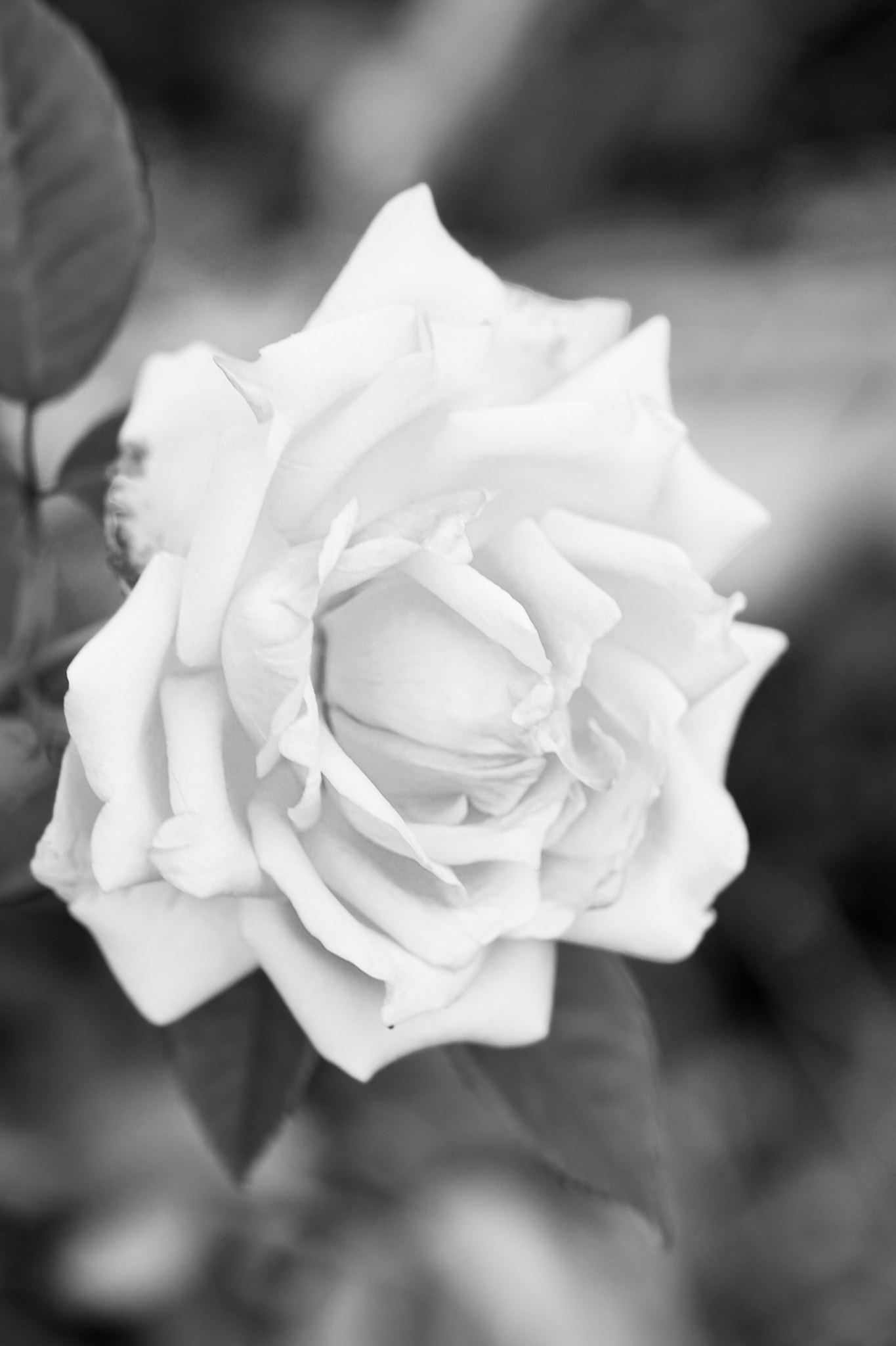 Sony a6000 + Sony FE 90mm F2.8 Macro G OSS sample photo. A rose photography