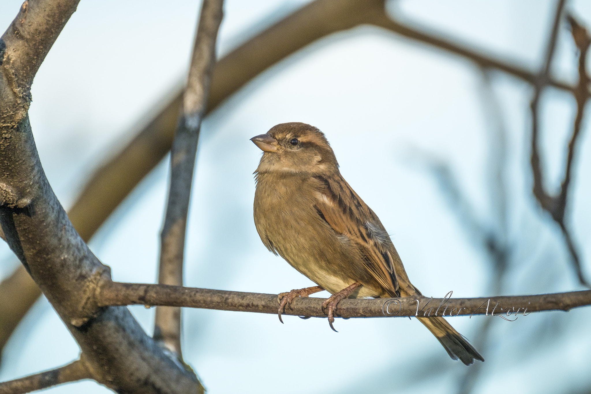 XF100-400mmF4.5-5.6 R LM OIS WR + 1.4x sample photo. Sparrow photography