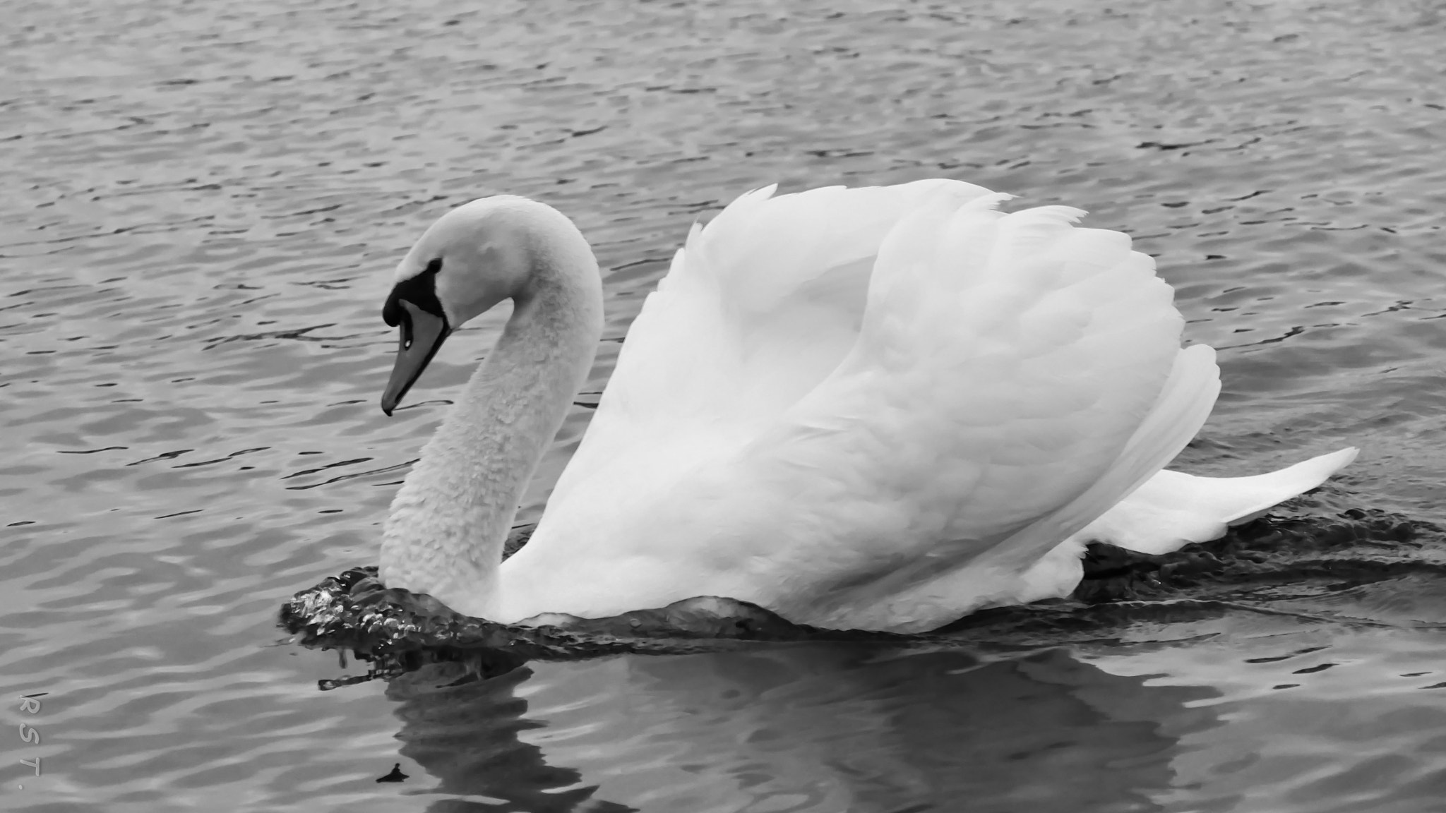 Panasonic DMC-G70 sample photo. Black & white swan photography