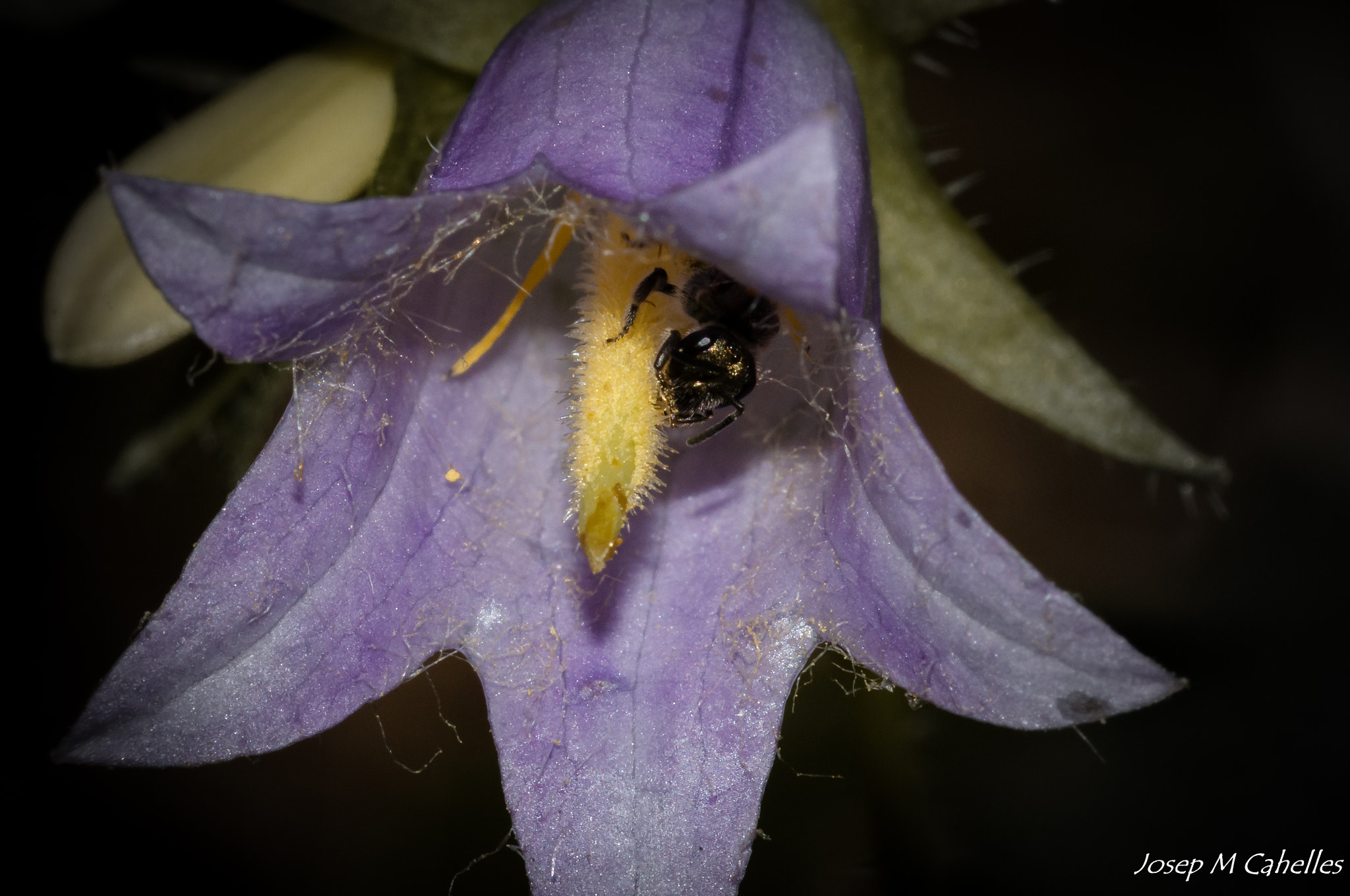 Nikon D90 + Sigma 150mm F2.8 EX DG OS Macro HSM sample photo. Dins de la flor photography