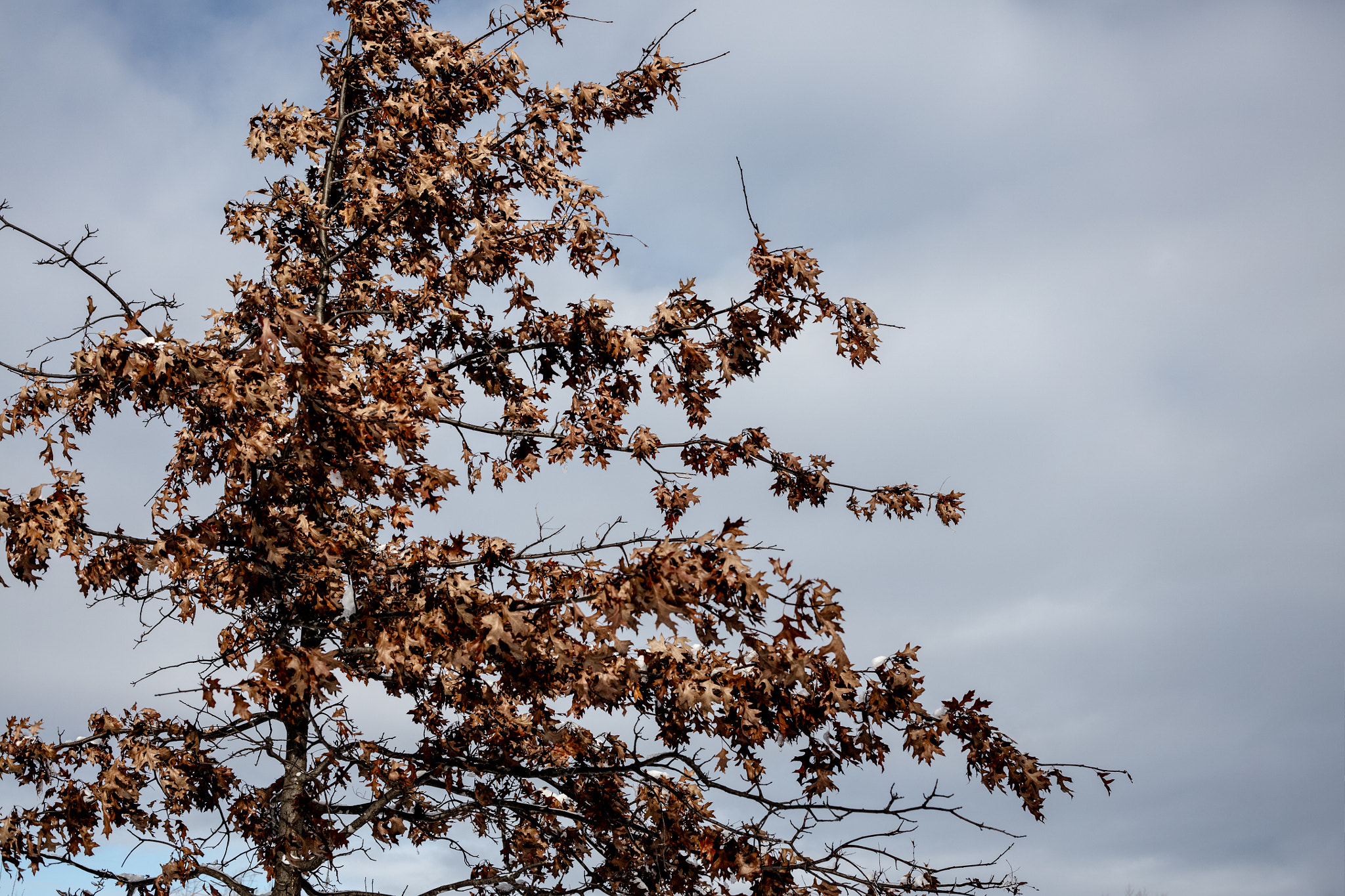 Canon EOS 5DS + Canon EF 50mm F1.8 II sample photo. Blues photography