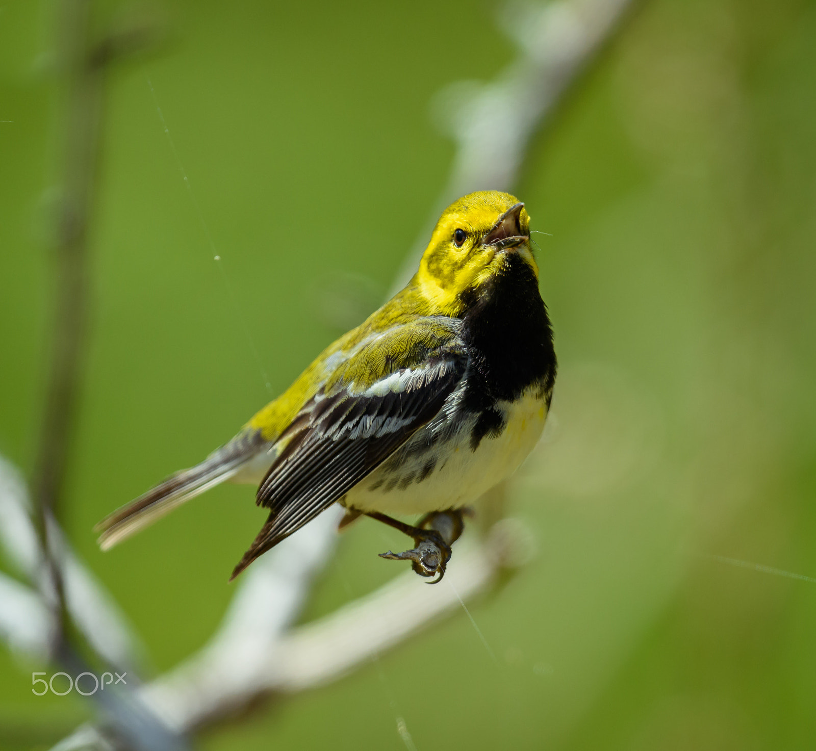 Nikon D810 sample photo. Blackthroated green warbler sings out photography