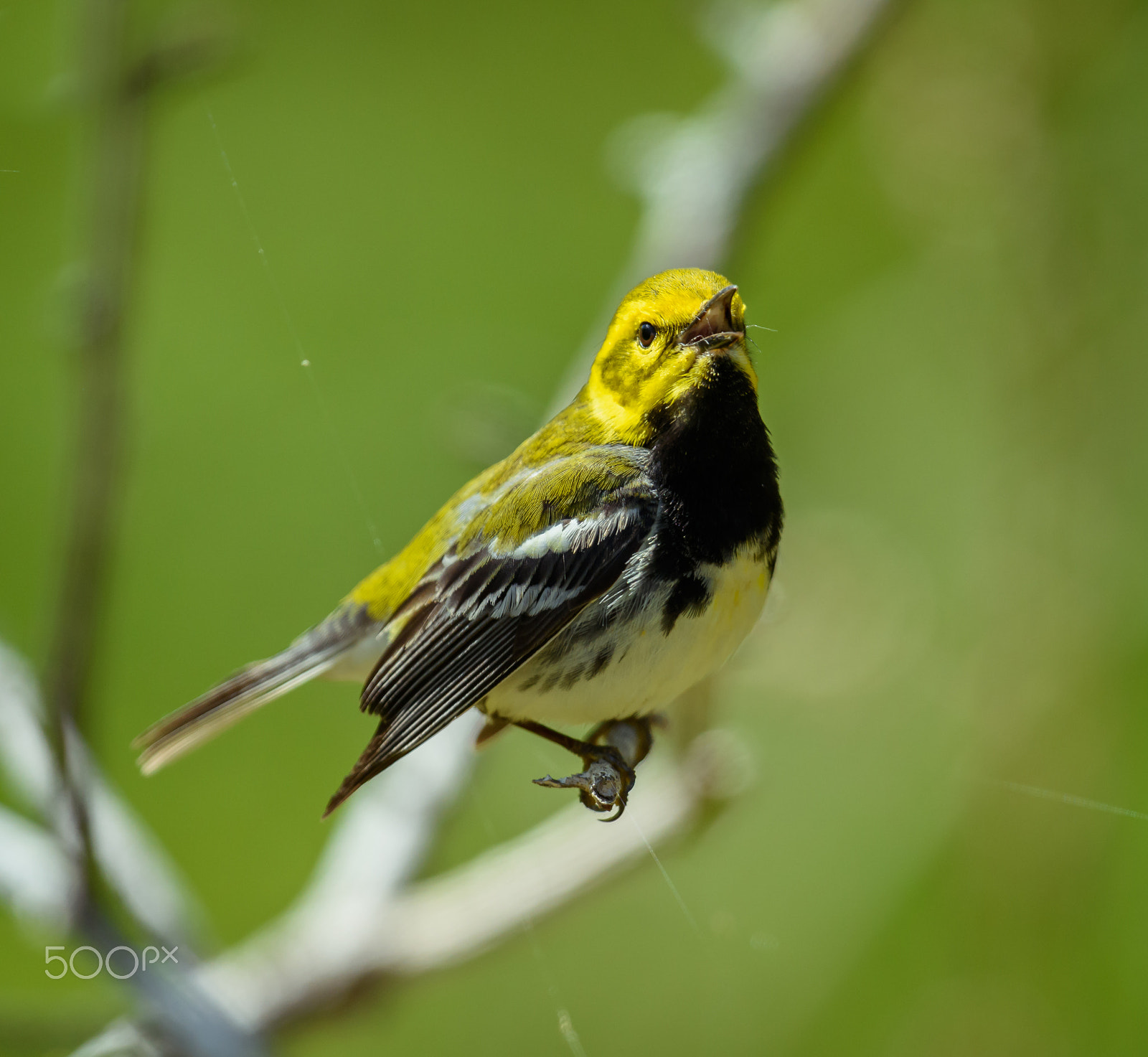 Nikon D810 + Nikon AF-S Nikkor 500mm F4G ED VR sample photo. Blackthroated green warbler sings out photography