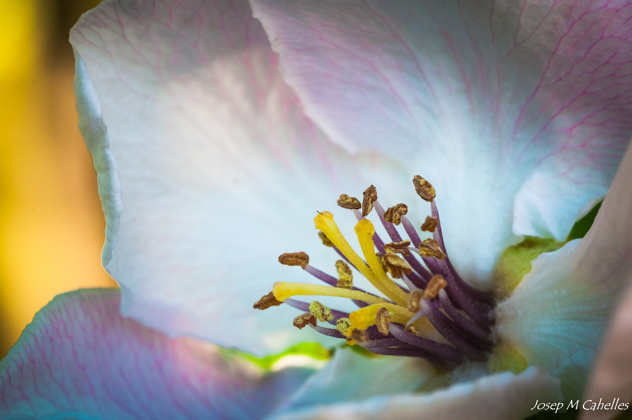 Sigma 150mm F2.8 EX DG OS Macro HSM sample photo. Dins de la flor photography