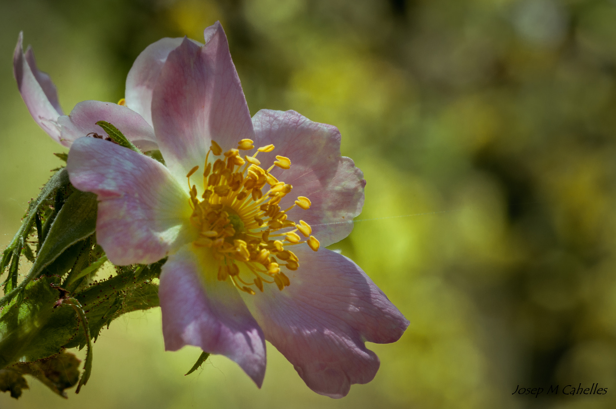 Nikon D90 + Sigma 150mm F2.8 EX DG OS Macro HSM sample photo. Flor photography