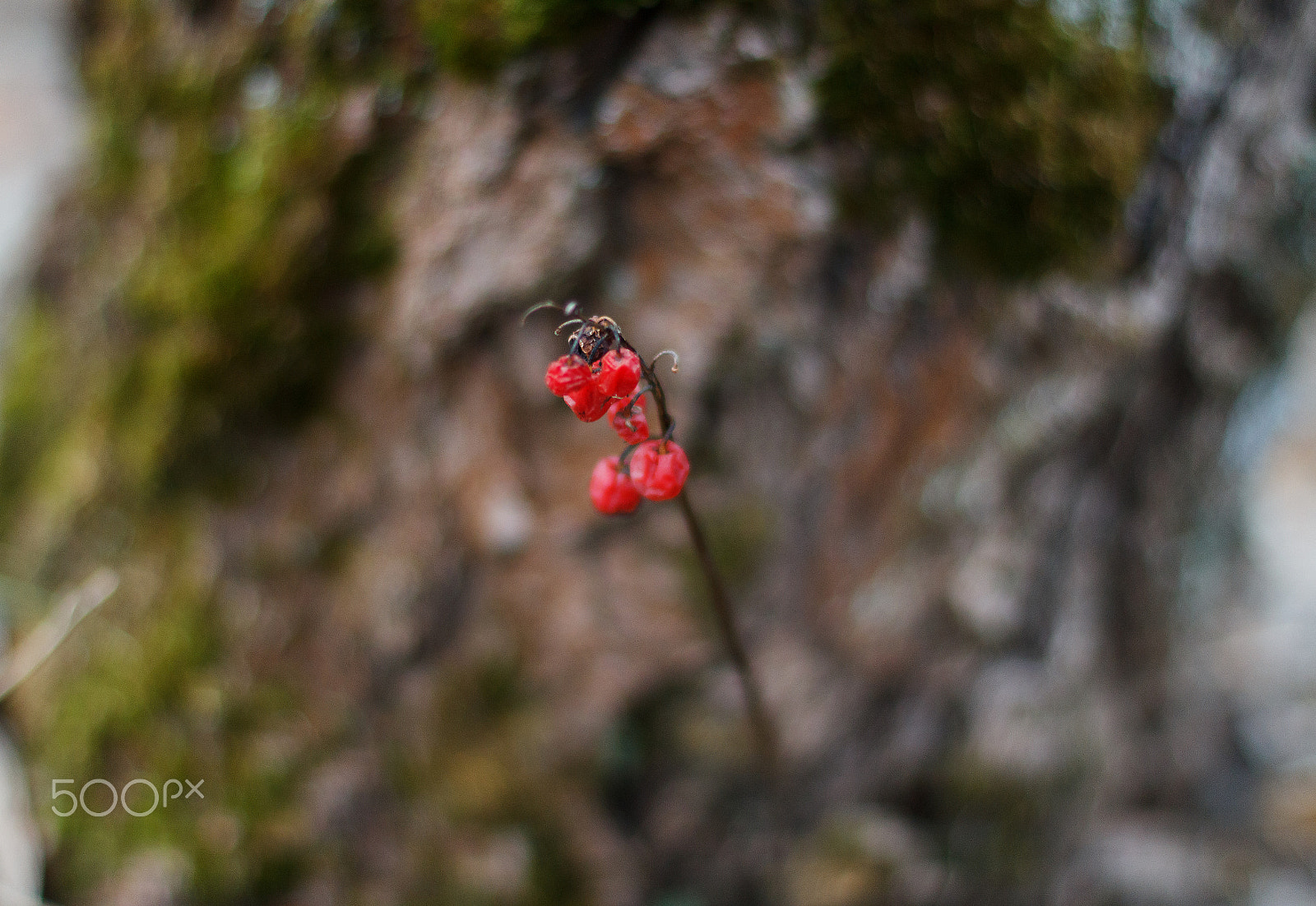 Canon EOS 1200D (EOS Rebel T5 / EOS Kiss X70 / EOS Hi) + Canon EF 50mm F1.4 USM sample photo. Winter wild berries photography