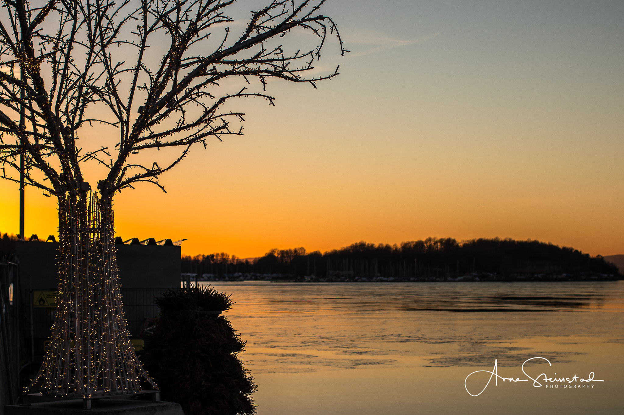 Canon EOS M5 + Canon EF 50mm F1.2L USM sample photo. Last tree standing photography