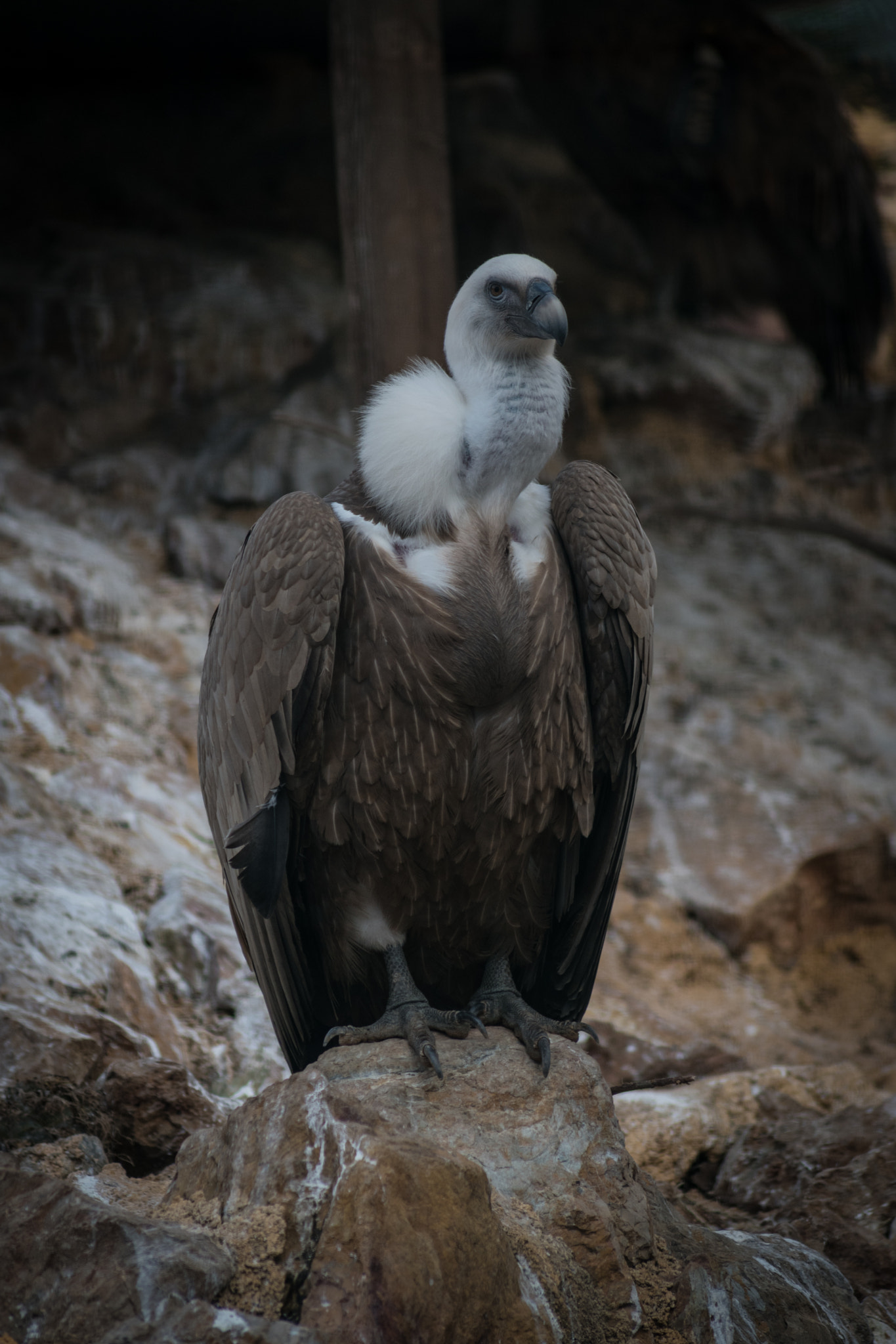 Nikon D5500 sample photo. Sitting vulture photography
