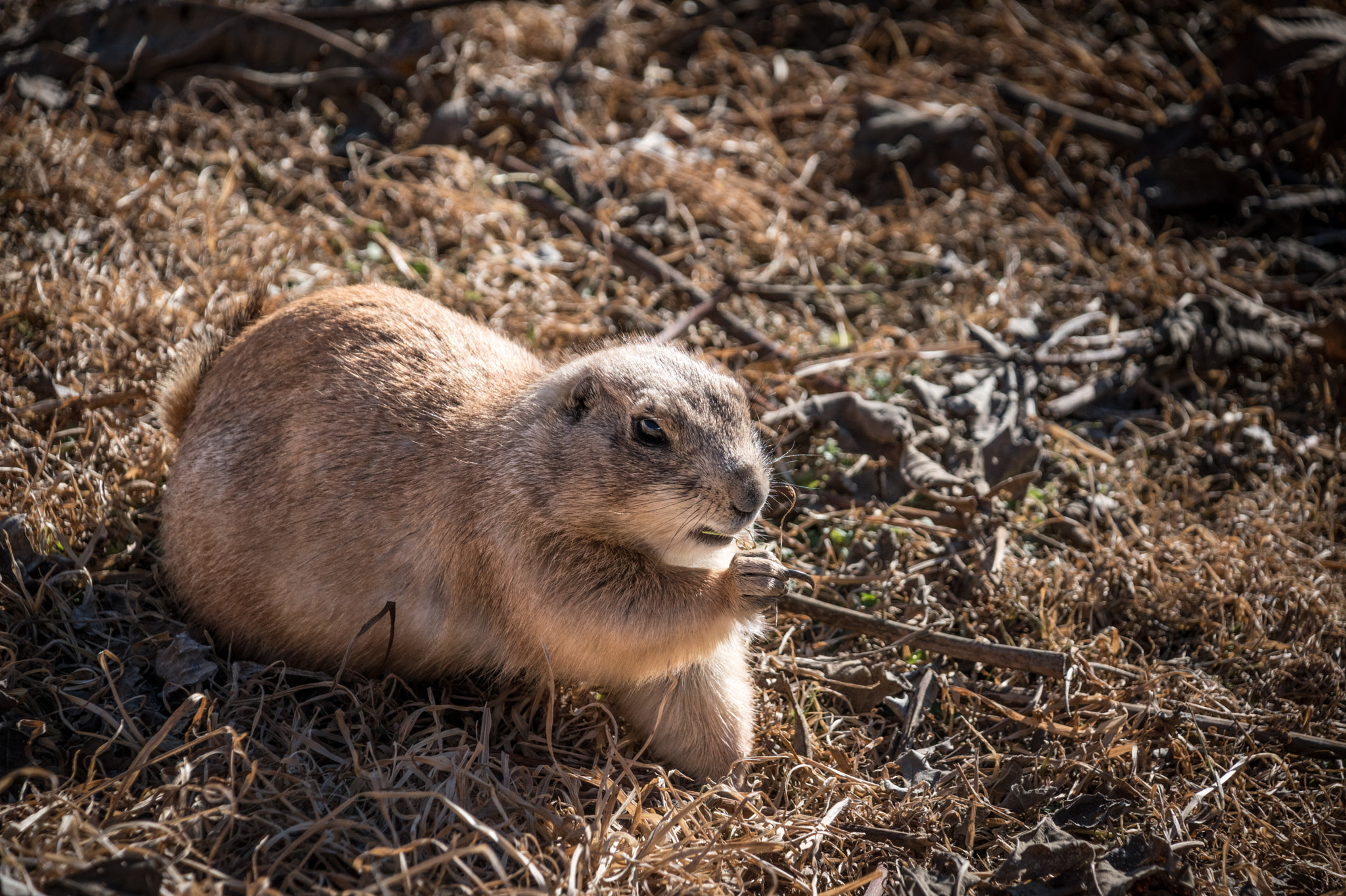 Nikon D5500 + Nikon AF-S DX Nikkor 18-135mm F3.5-5.6G ED-IF sample photo. Don't mess with the prairie dog photography