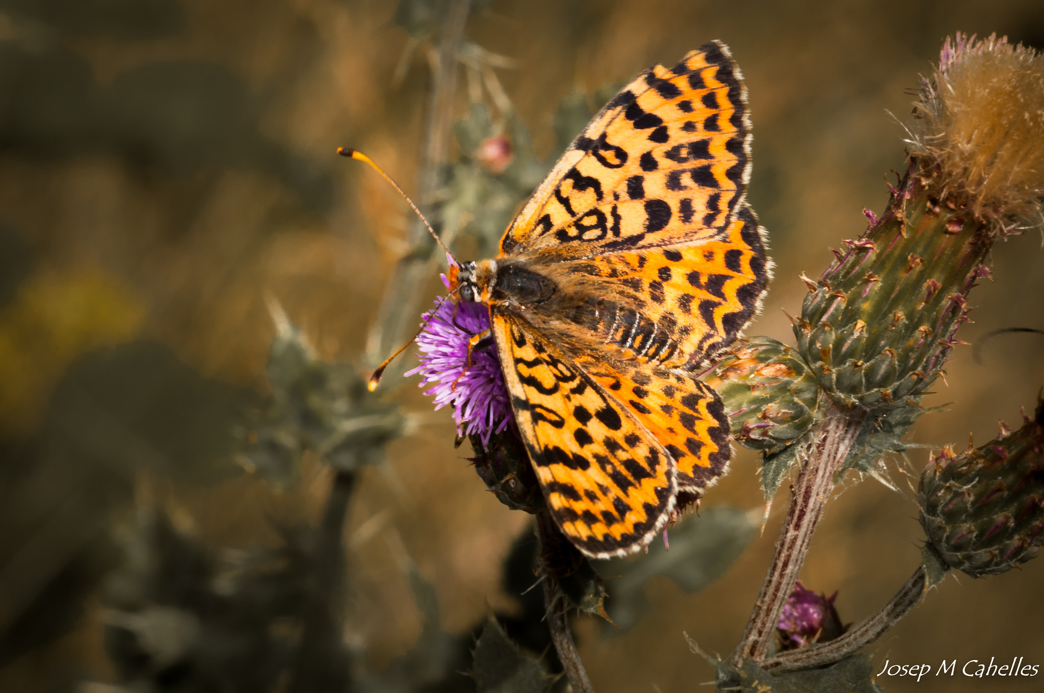 Sigma 150mm F2.8 EX DG OS Macro HSM sample photo. Papallona photography