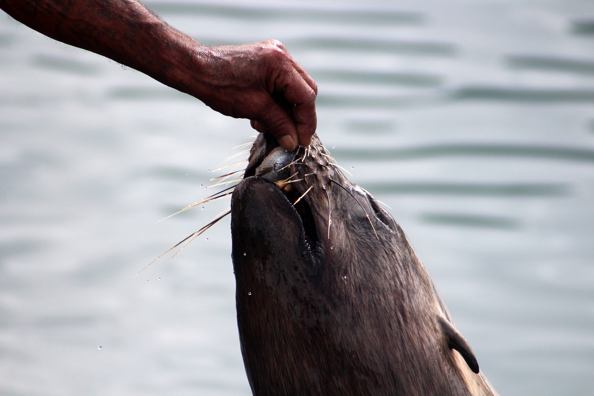 Canon EF 55-200mm F4.5-5.6 II USM sample photo. Fresh fish photography