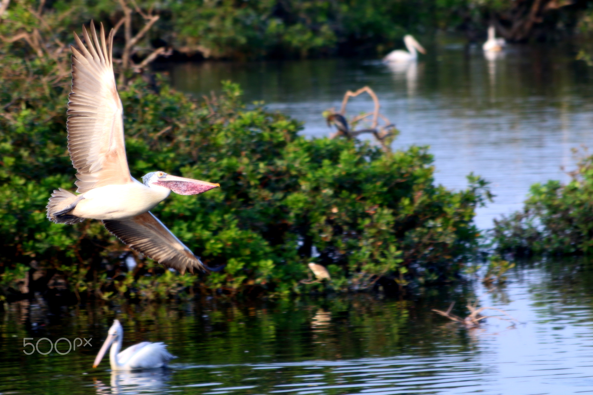 crane