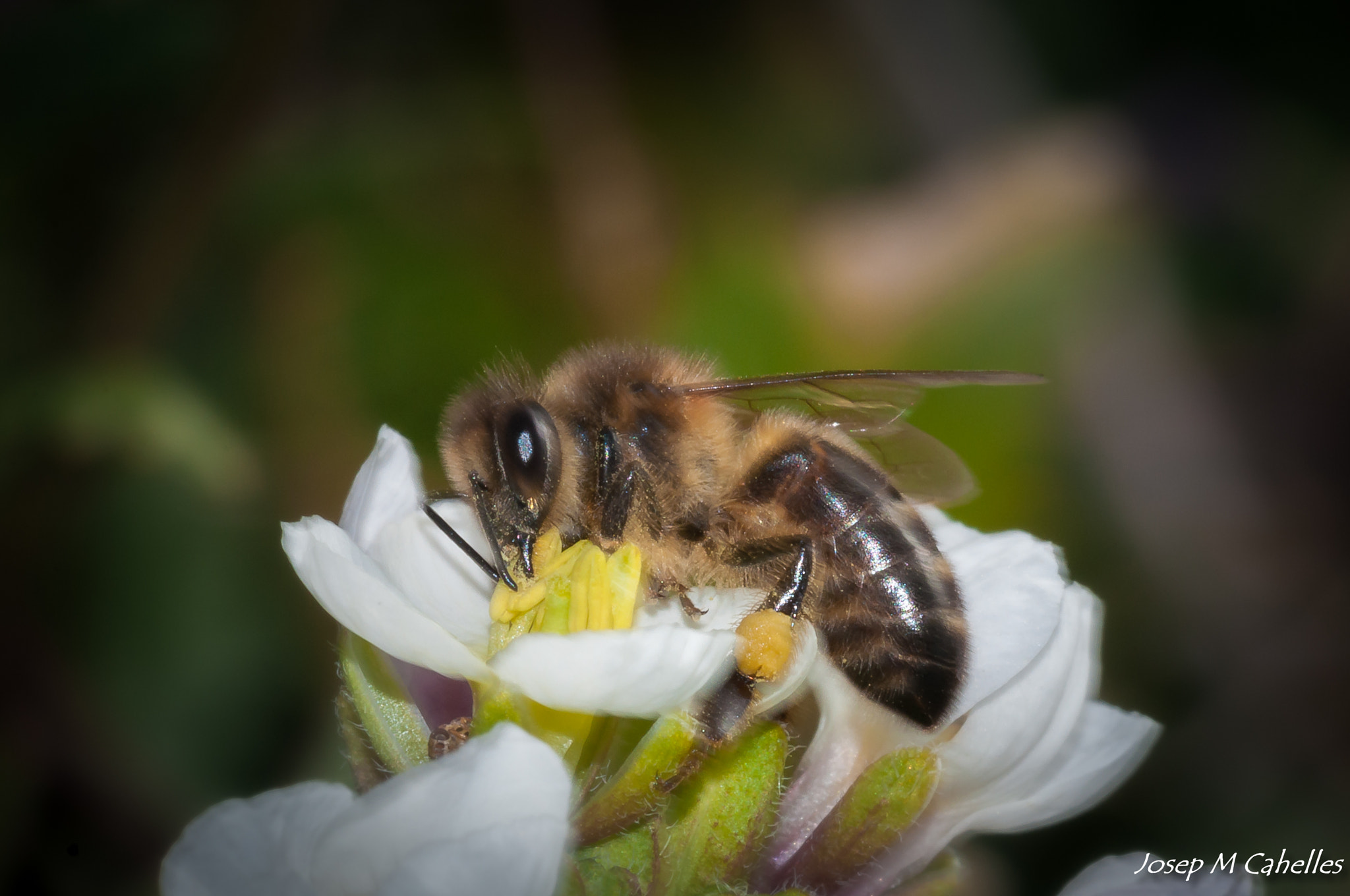 Sigma 150mm F2.8 EX DG OS Macro HSM sample photo. Abella photography