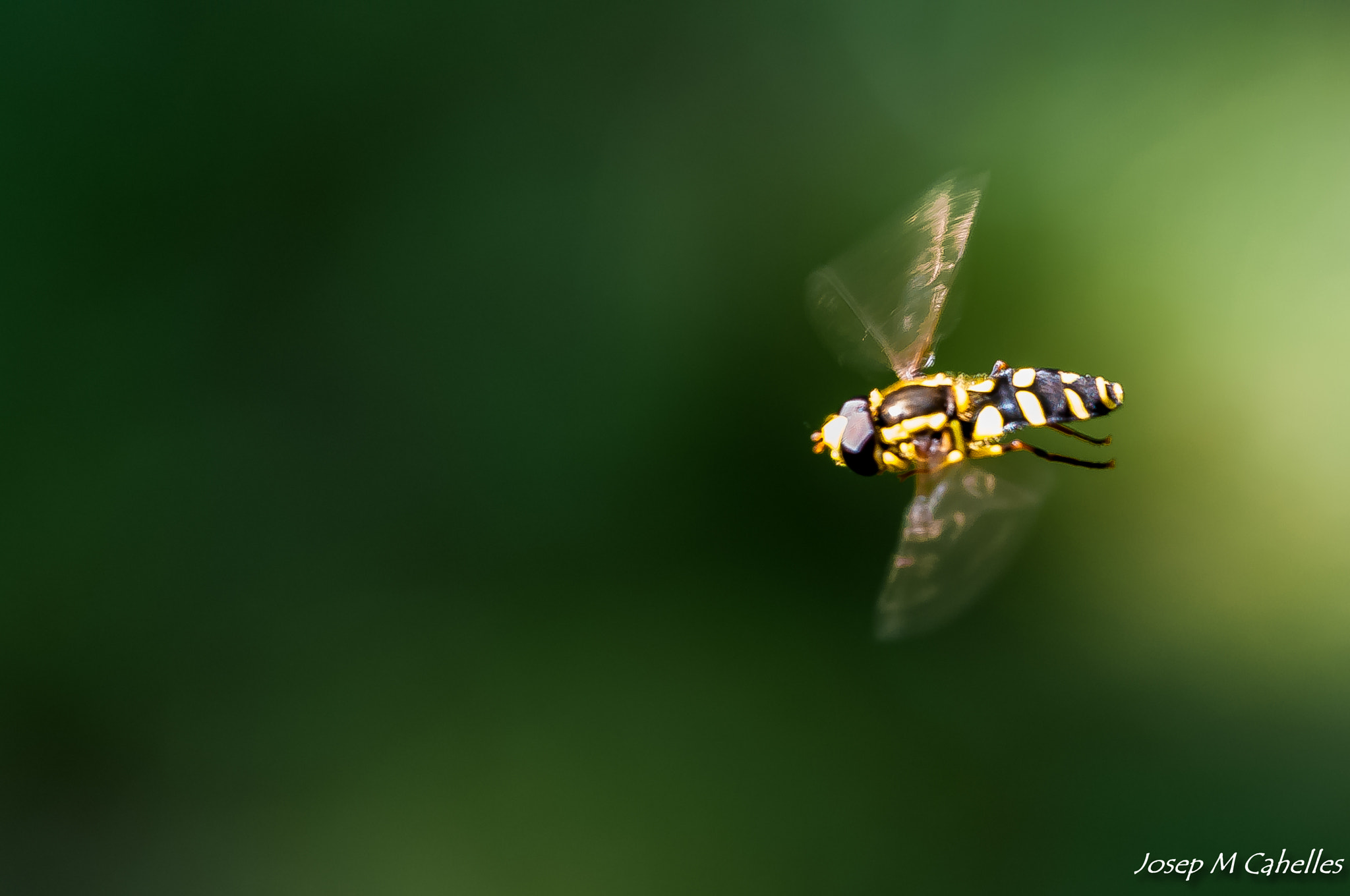 Nikon D90 + Sigma 150mm F2.8 EX DG OS Macro HSM sample photo. Avispa photography