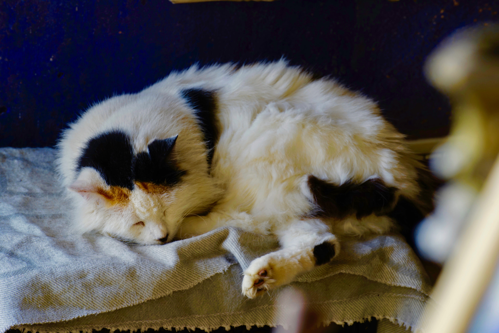 Sony 70-300mm F4.5-5.6 G SSM sample photo. Sleeping... la siesta photography