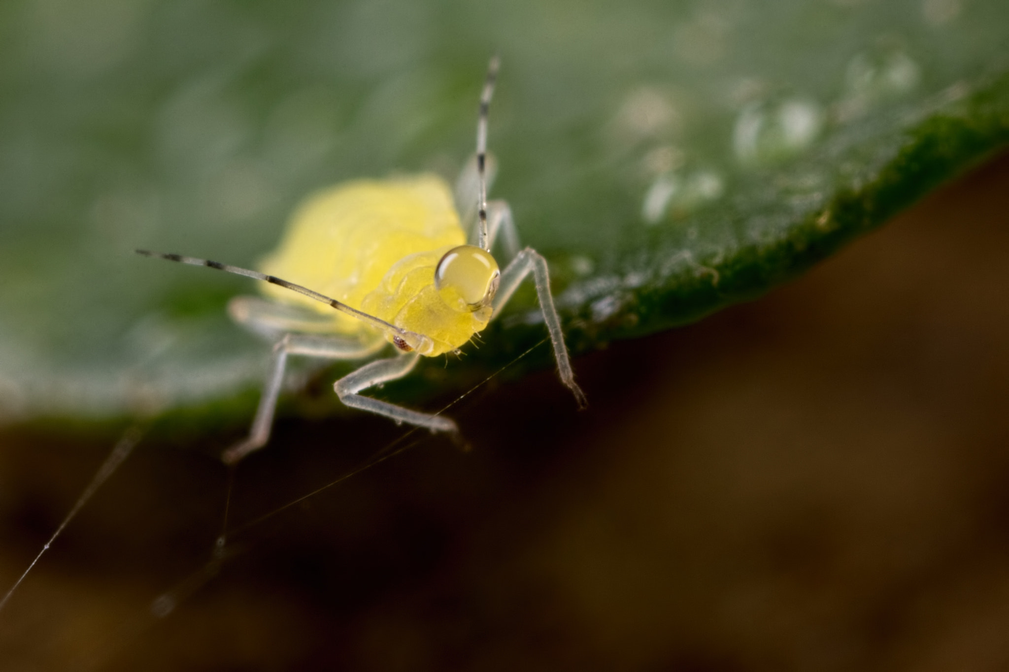 Canon MP-E 65mm F2.5 1-5x Macro Photo sample photo. Yellow alien photography