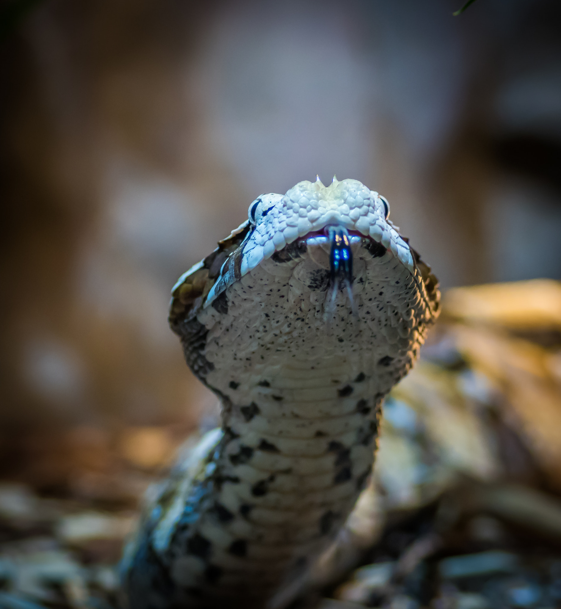 Sony ILCA-77M2 + Tamron SP AF 90mm F2.8 Di Macro sample photo. A little too close for comfort. bitis gabonica (gaboon viper) photography