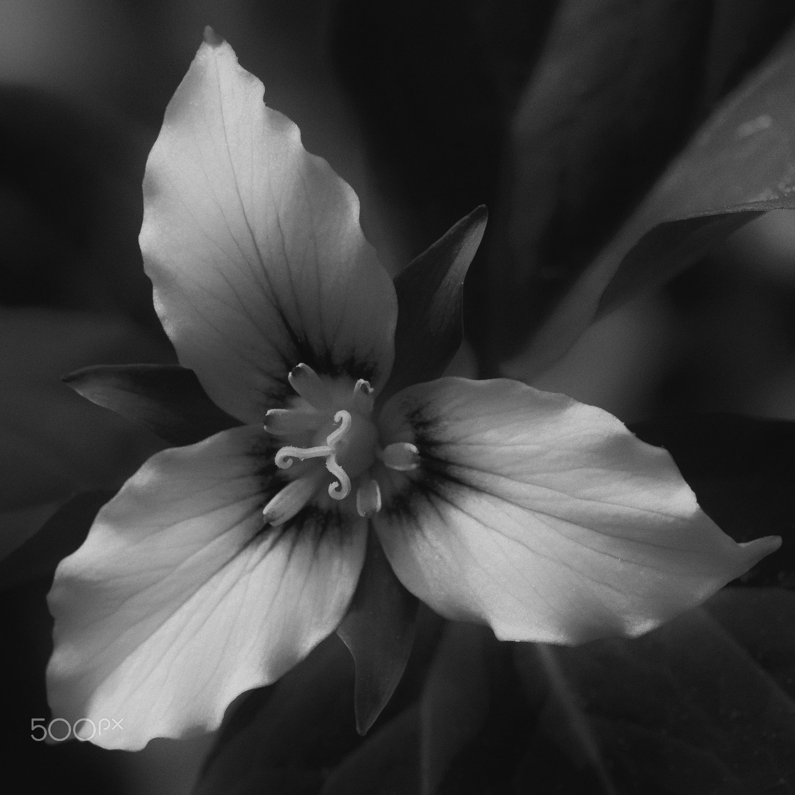 Nikon D7100 sample photo. Painted trillium photography