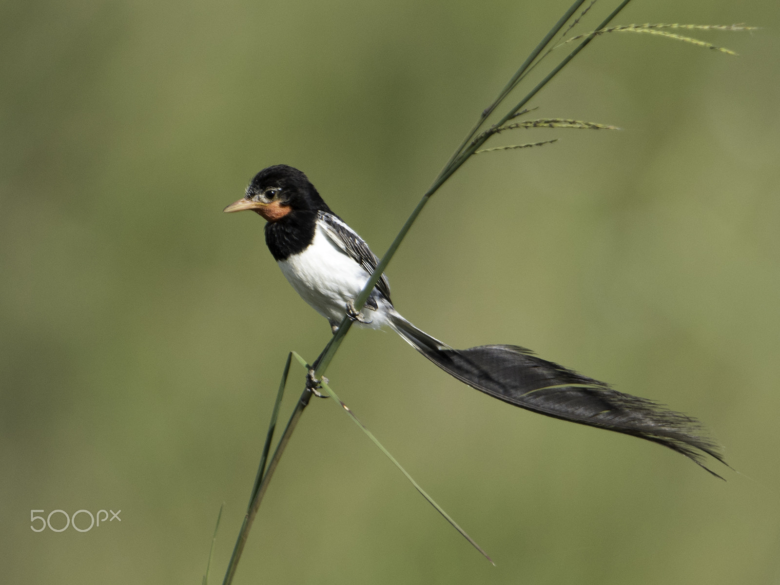 Nikon D810 + Nikon AF-S Nikkor 600mm F4G ED VR sample photo. Alectrurus risora photography
