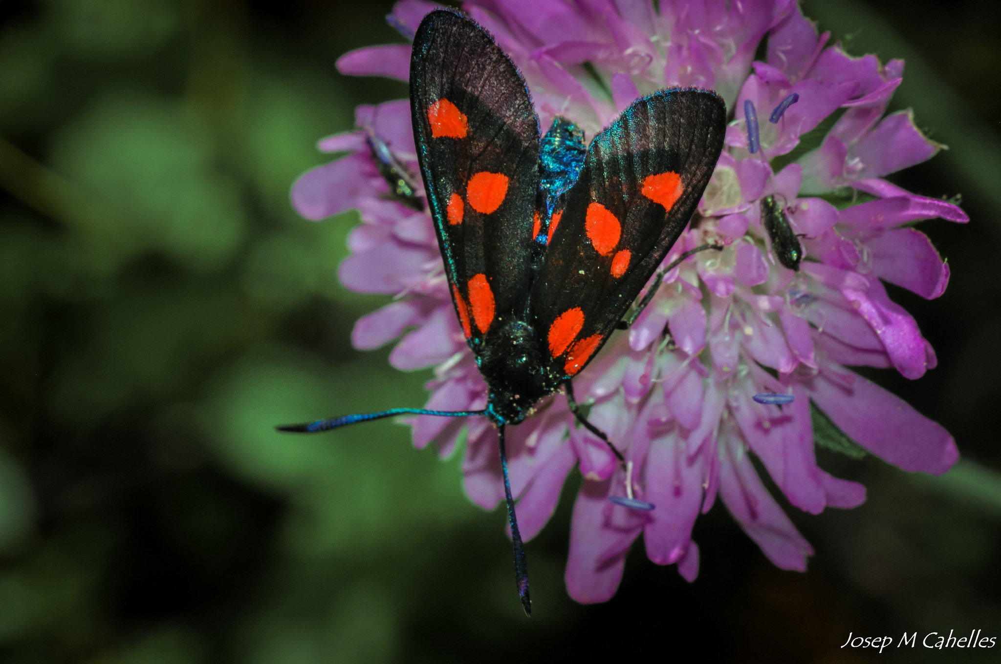 Nikon D90 + Sigma 150mm F2.8 EX DG OS Macro HSM sample photo. Insecte photography