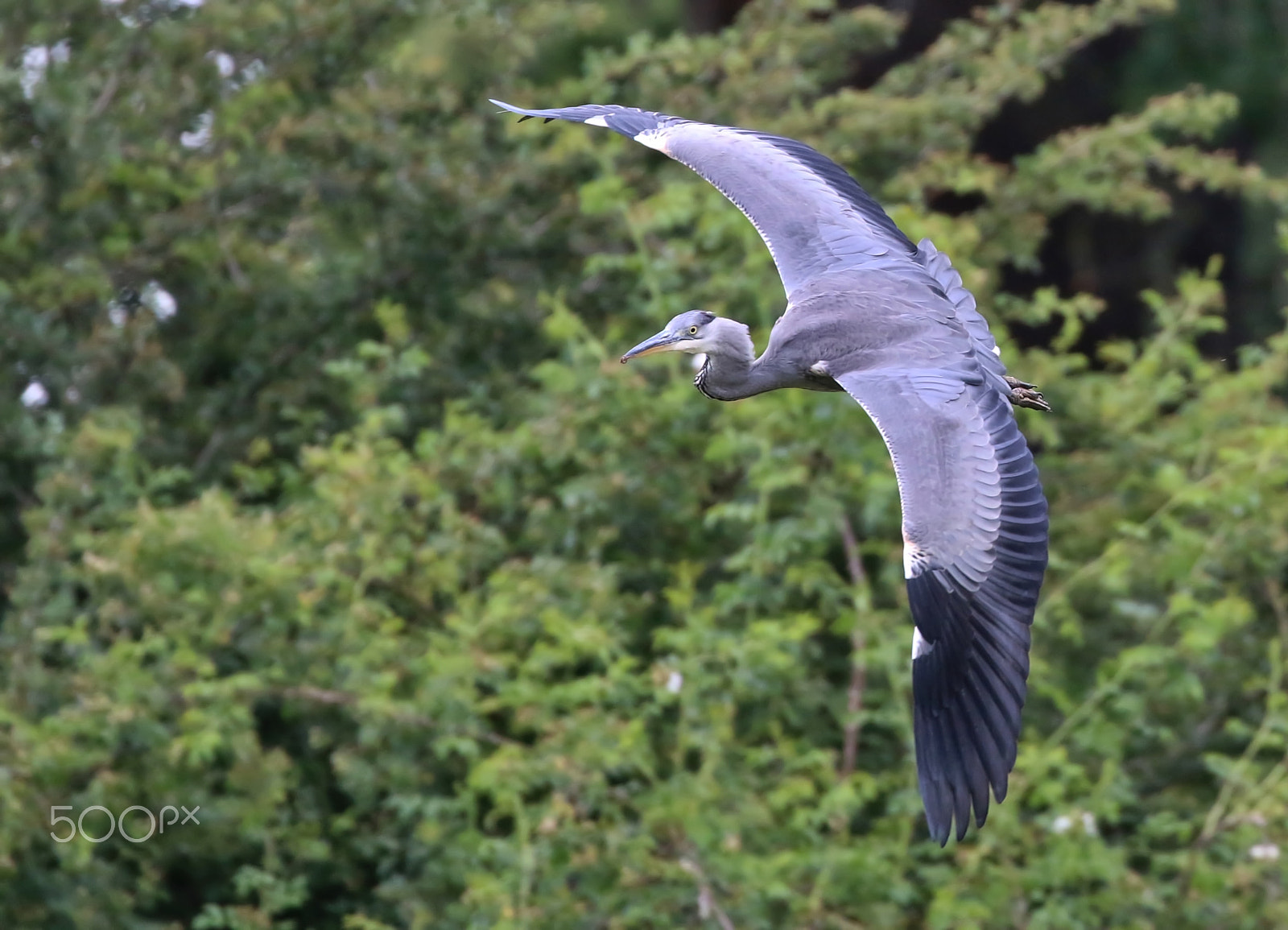 Canon EOS 70D + Canon EF 100-400mm F4.5-5.6L IS II USM sample photo. Grey heron in flight photography