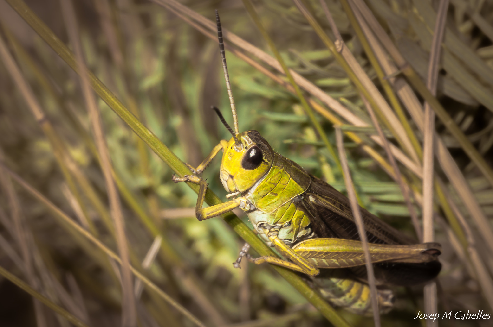 Sigma 150mm F2.8 EX DG OS Macro HSM sample photo. Llangosto photography