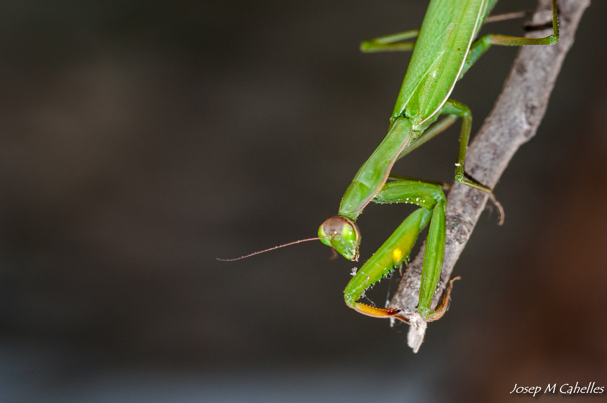 Nikon D90 + Sigma 150mm F2.8 EX DG OS Macro HSM sample photo. Mantis photography