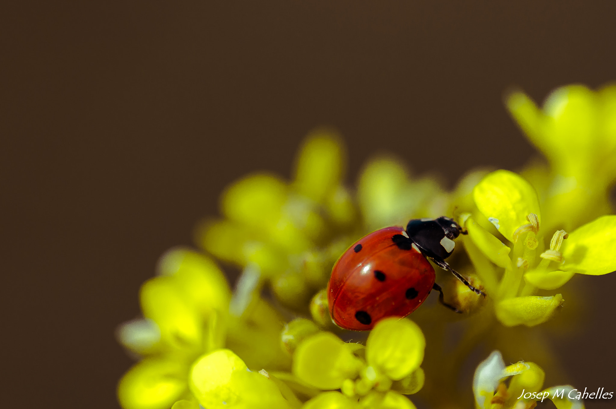 Nikon D90 + Sigma 150mm F2.8 EX DG OS Macro HSM sample photo. Marieta photography