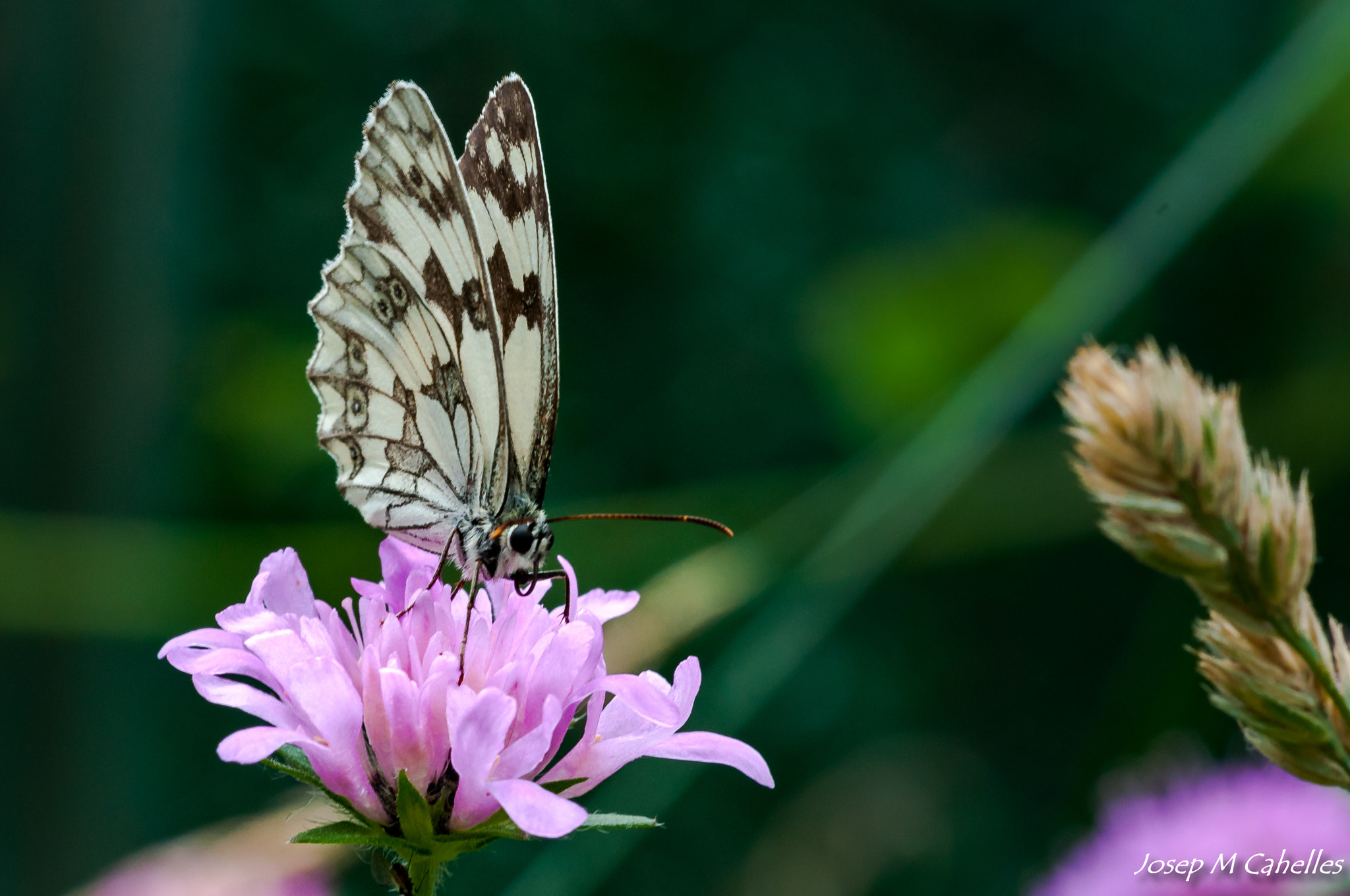 Nikon D90 + Sigma 150mm F2.8 EX DG OS Macro HSM sample photo. Papallona photography