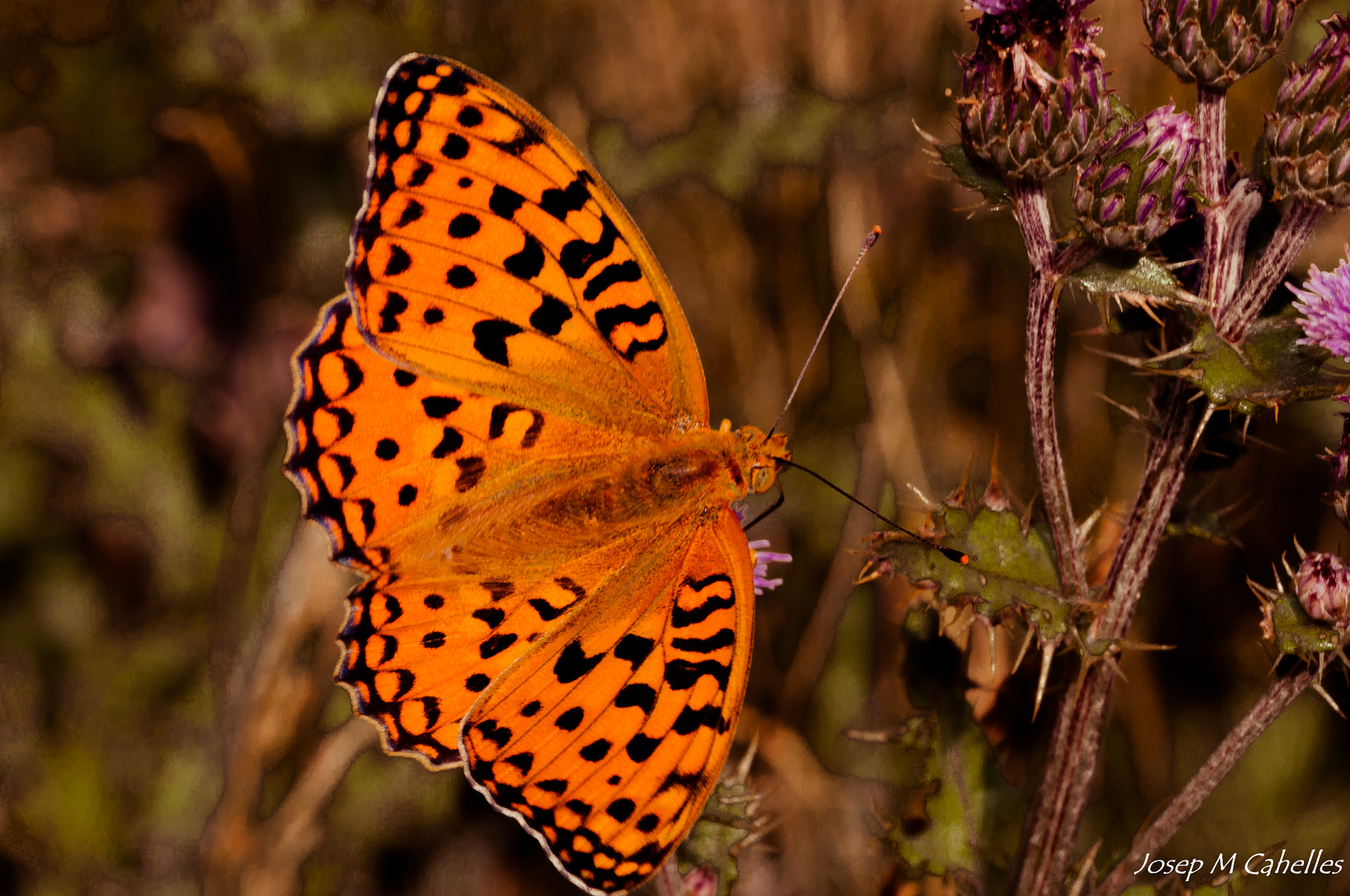 Nikon D90 + Sigma 150mm F2.8 EX DG OS Macro HSM sample photo. Papallona photography