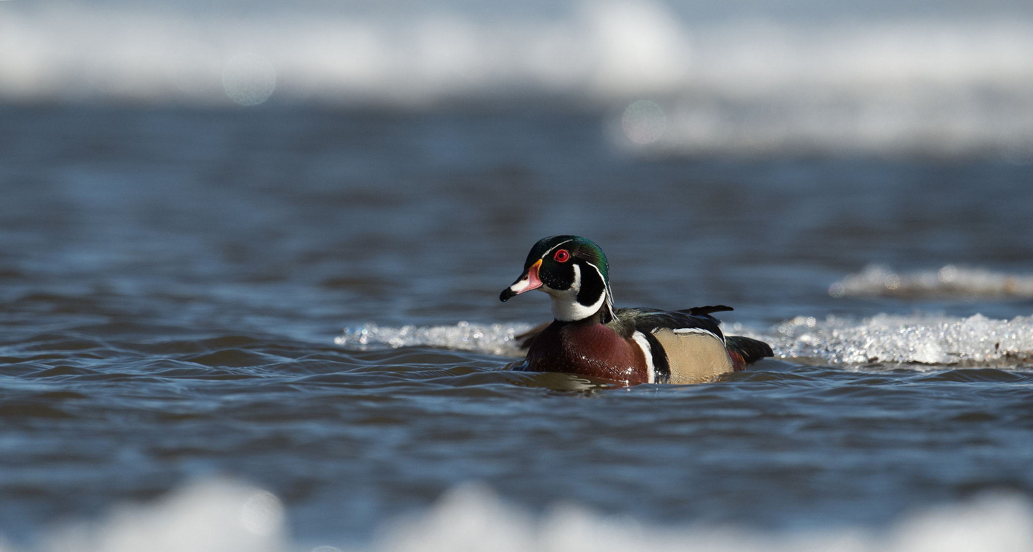 Nikon D4 sample photo. Canard branchu - aix sponsa - wood duck photography