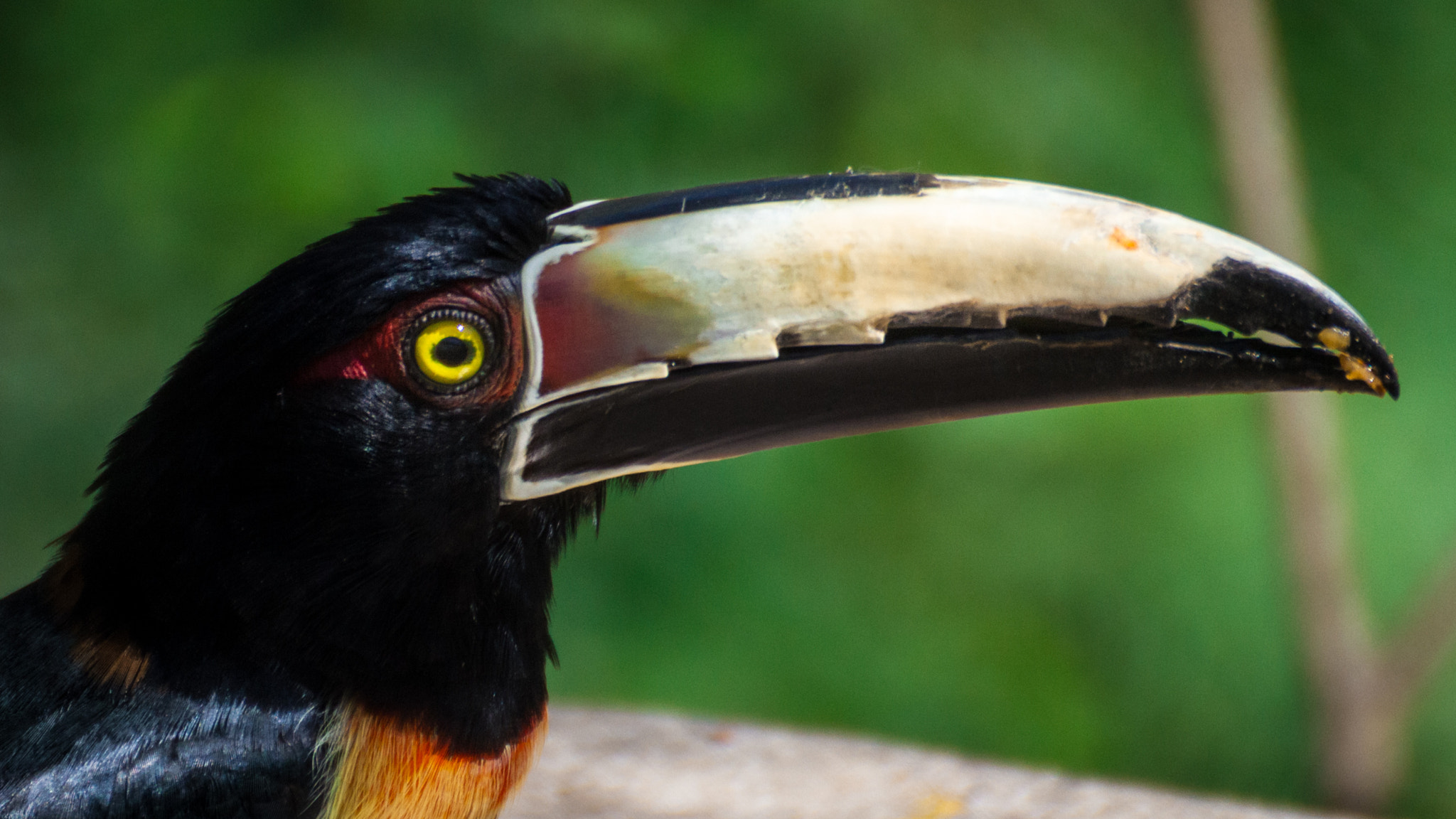Tamron SP 35mm F1.8 Di VC USD sample photo. Toucan photography