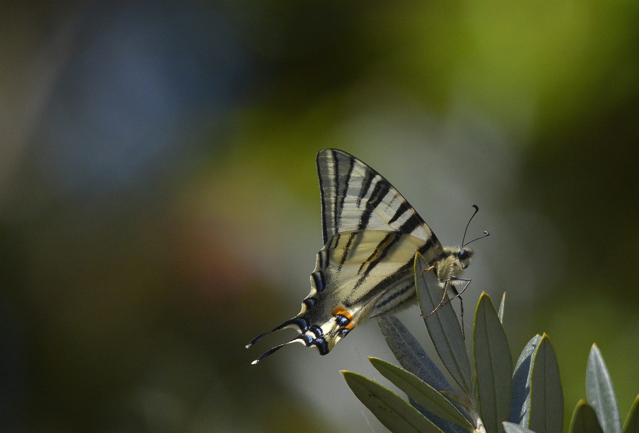 Nikon D7100 + AF Micro-Nikkor 105mm f/2.8 sample photo. !!!!!! photography