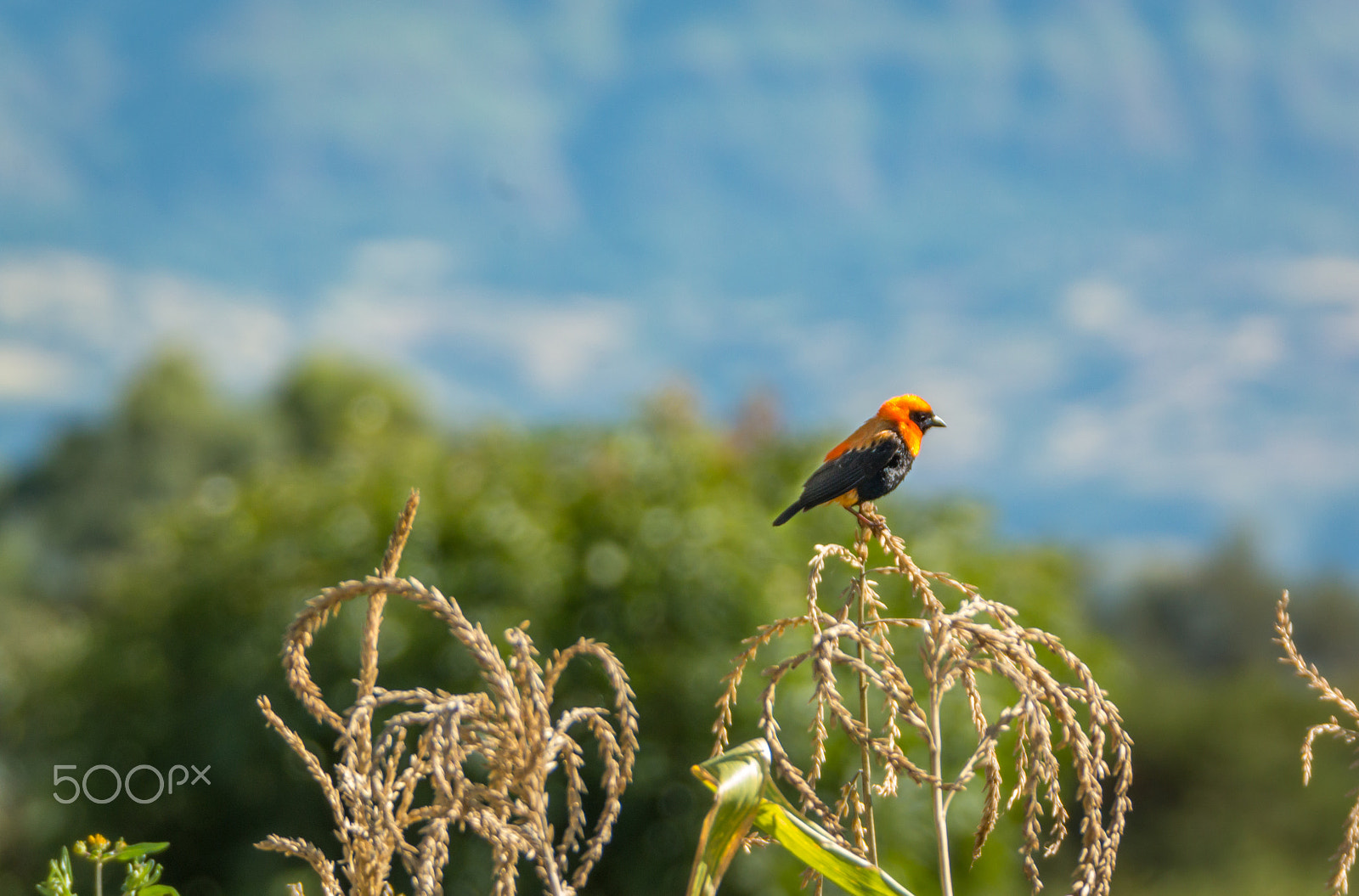 Canon EF 28-300mm F3.5-5.6L IS USM sample photo. Birdy photography