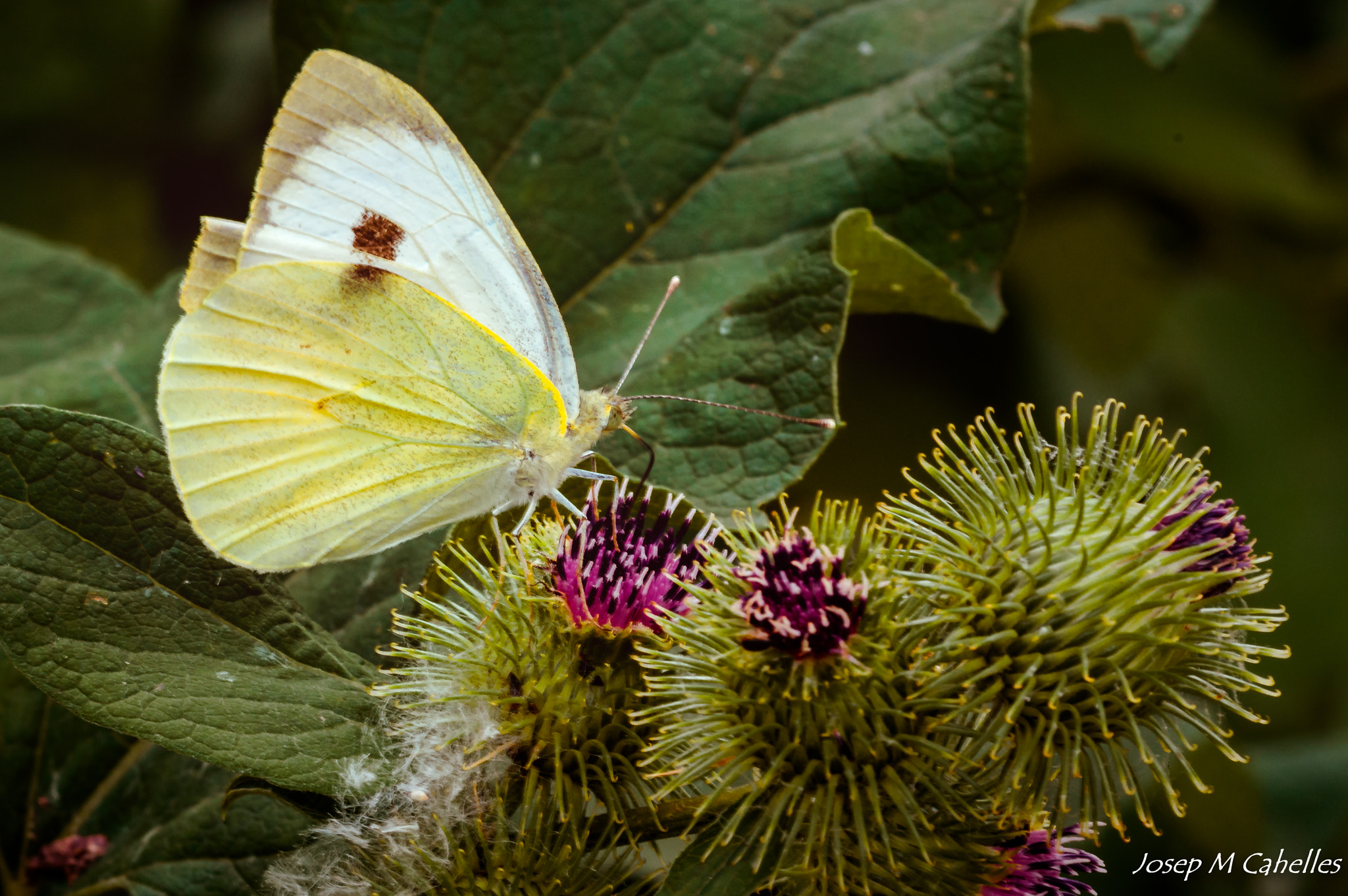 Sigma 150mm F2.8 EX DG OS Macro HSM sample photo. Papallona photography