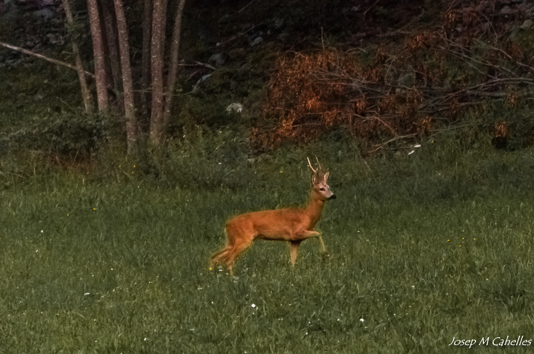 Sigma 150-500mm F5-6.3 DG OS HSM sample photo. Cabirol photography