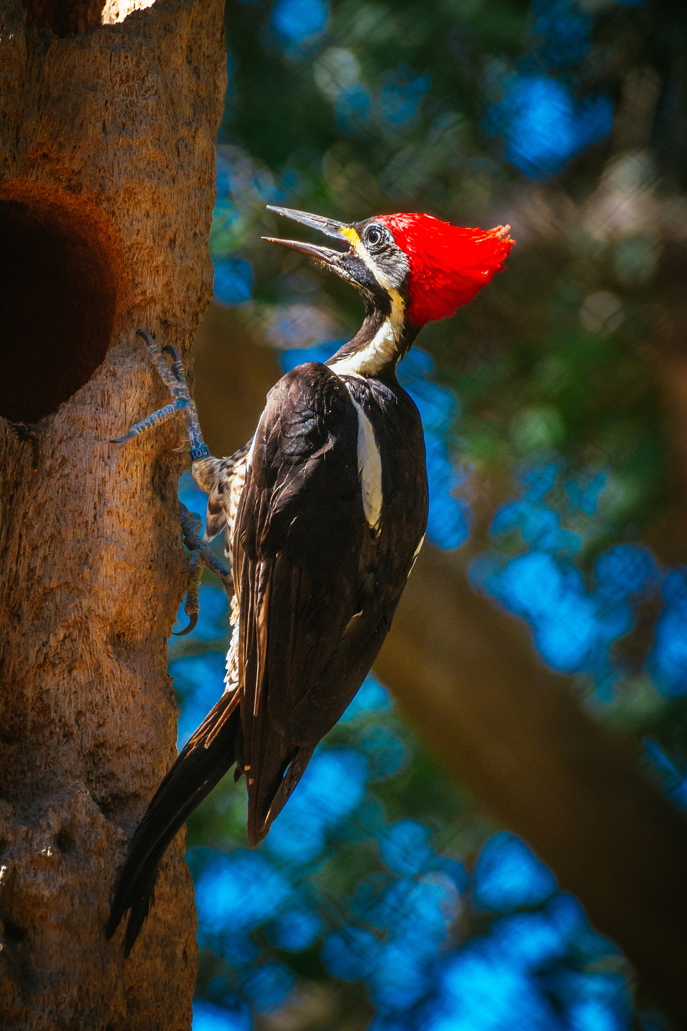 Tamron SP 35mm F1.8 Di VC USD sample photo. Woodpecker photography