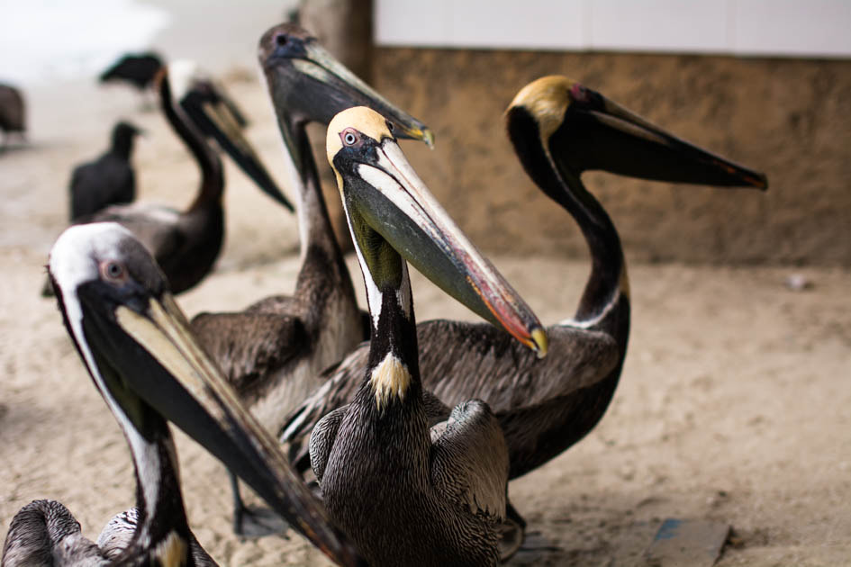 Nikon D7100 + Sigma 50mm F1.4 EX DG HSM sample photo. Juntos..!! photography