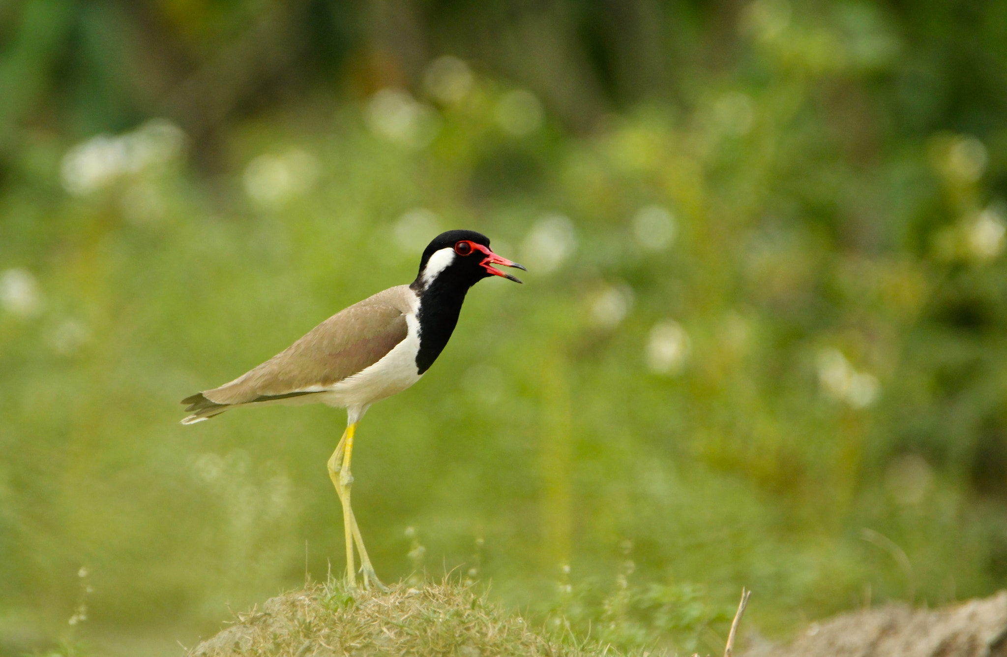 Tamron SP 150-600mm F5-6.3 Di VC USD sample photo. Red-wattled lapwing. photography