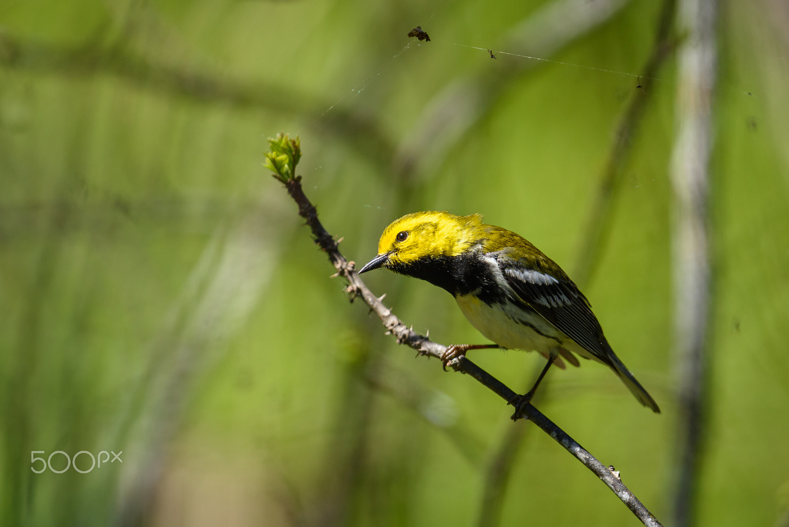 Nikon D810 + Nikon AF-S Nikkor 500mm F4G ED VR sample photo. Black throated green warbler in the woods photography