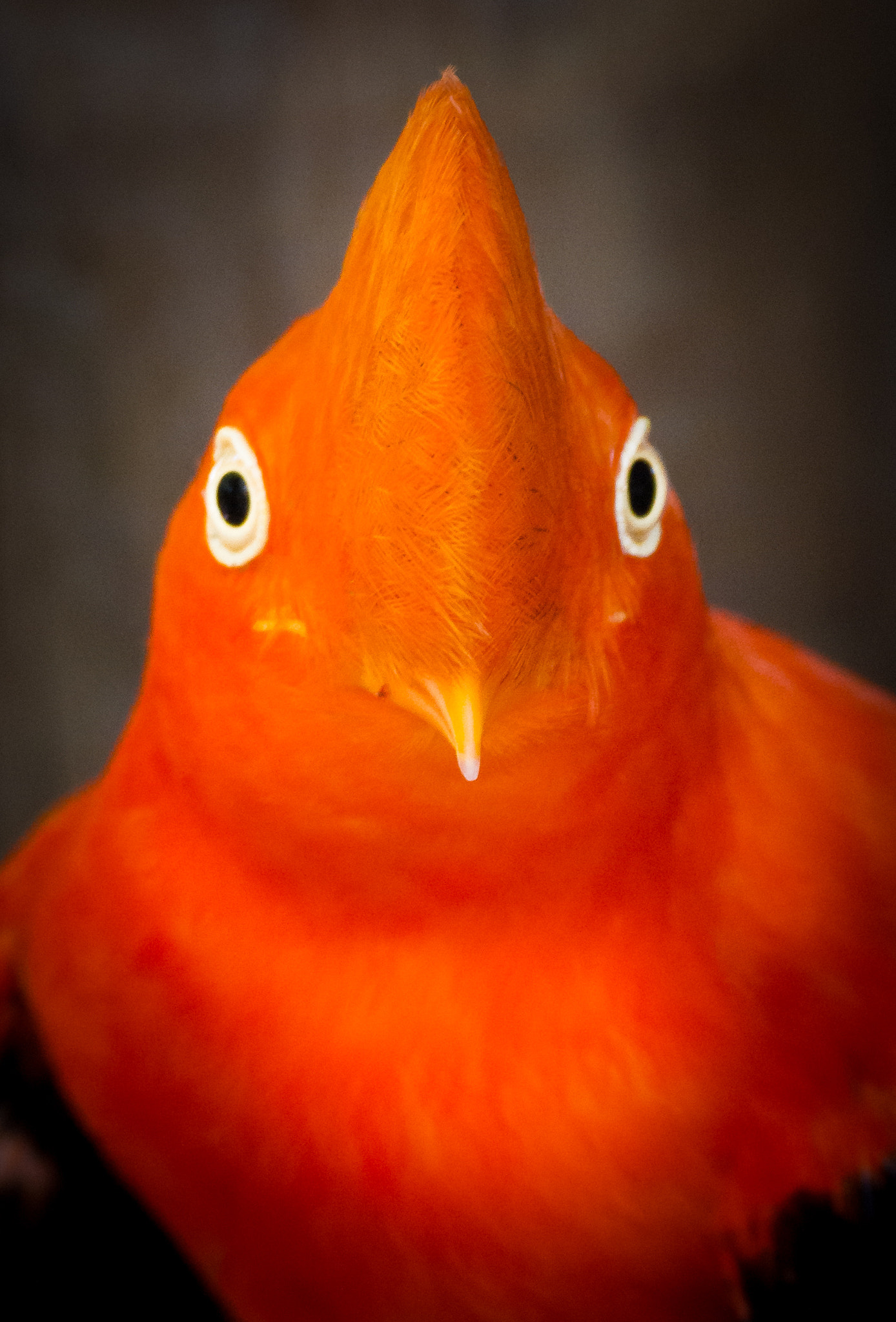Tamron SP 35mm F1.8 Di VC USD sample photo. Crazy eye bird photography