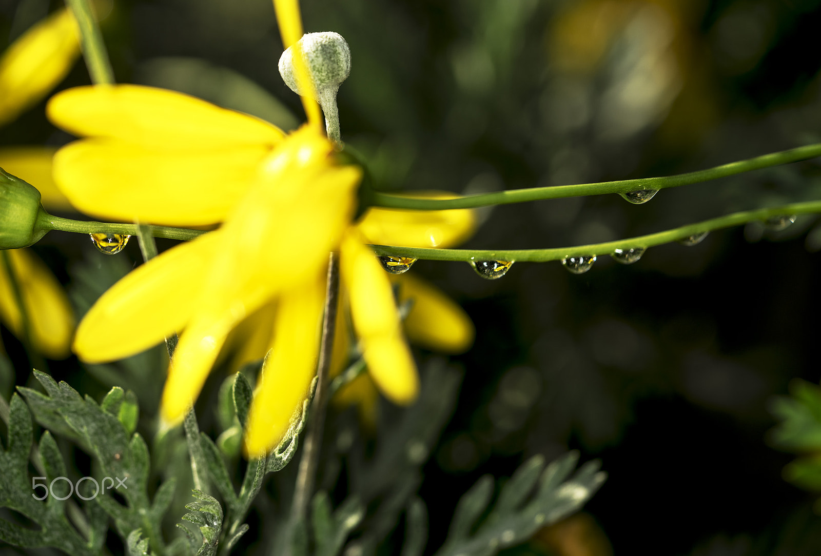 Sony a7R sample photo. Dew drops on branch photography