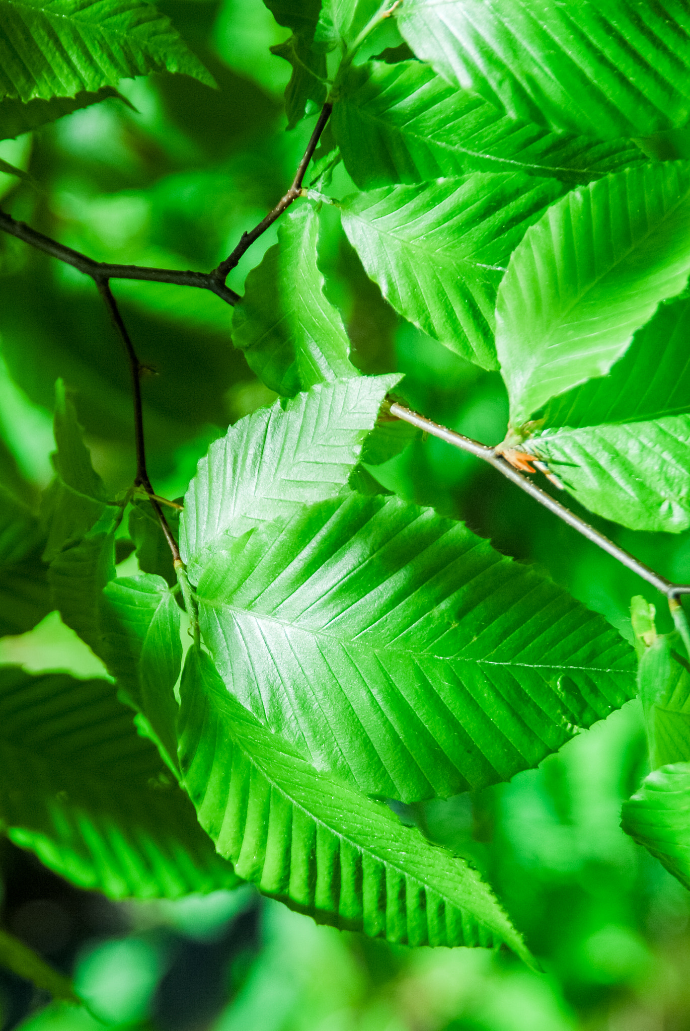 Nikon D200 sample photo. Tree leaves photography