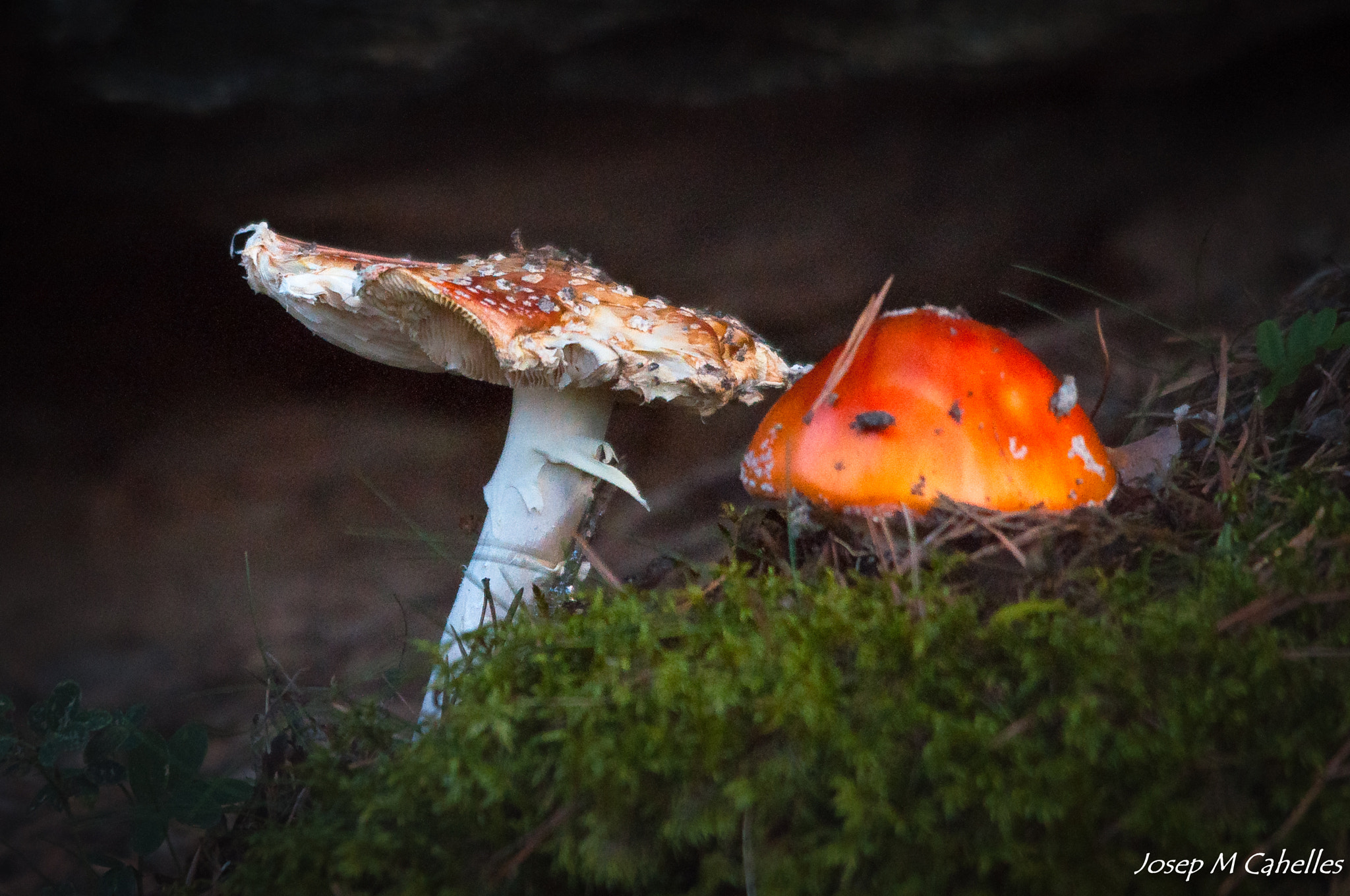 Sigma 150-500mm F5-6.3 DG OS HSM sample photo. Amanita photography