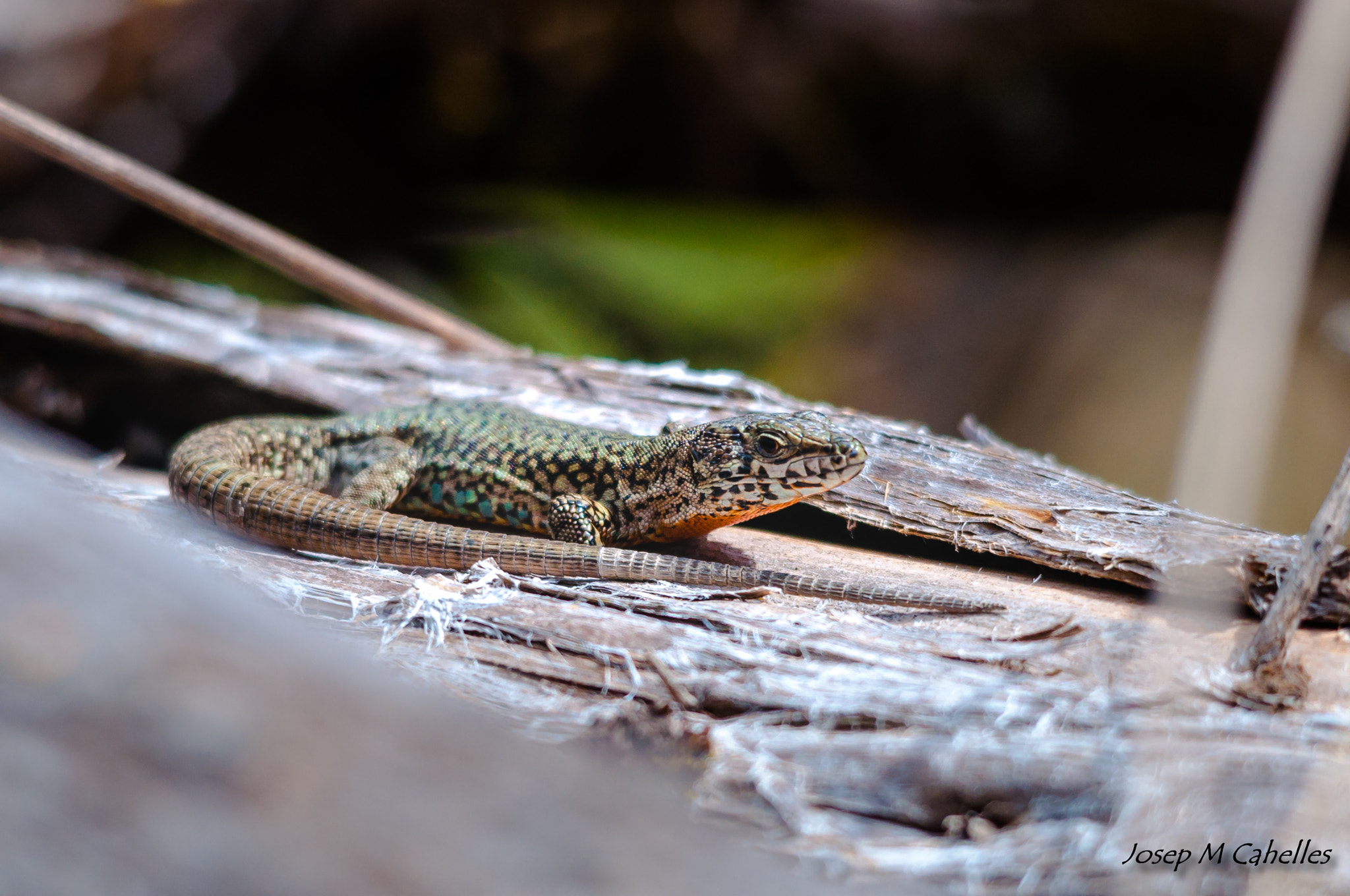 Sigma 150-500mm F5-6.3 DG OS HSM sample photo. Sargantana photography