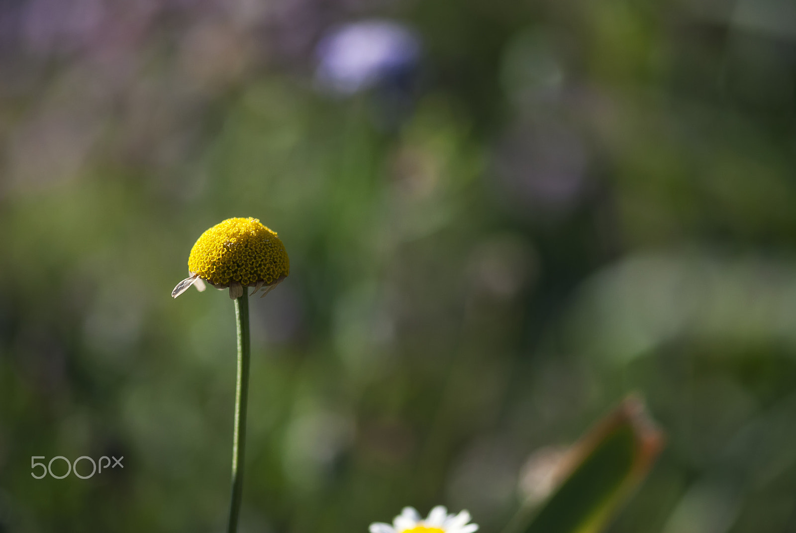 Nikon AF-S Micro-Nikkor 105mm F2.8G IF-ED VR sample photo. Daisy without petals photography