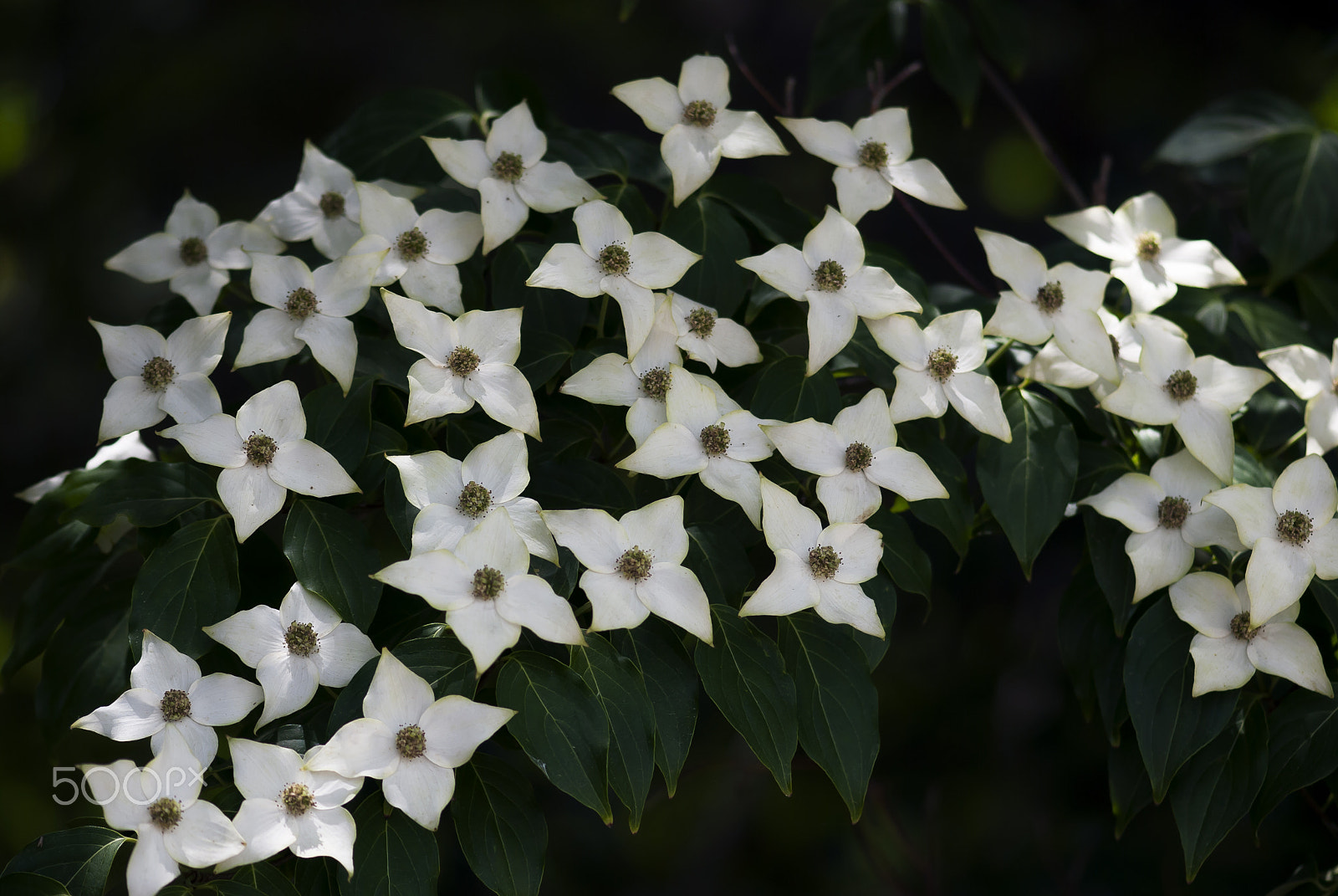 Nikon AF-S Micro-Nikkor 105mm F2.8G IF-ED VR sample photo. Dogwood blossoms photography