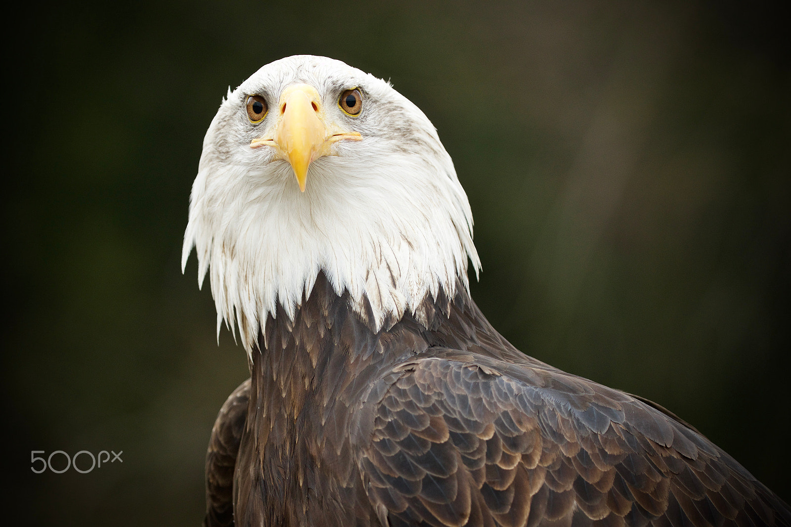 Canon EOS 7D Mark II + Canon EF 200-400mm F4L IS USM Extender 1.4x sample photo. From eyes to eyes photography