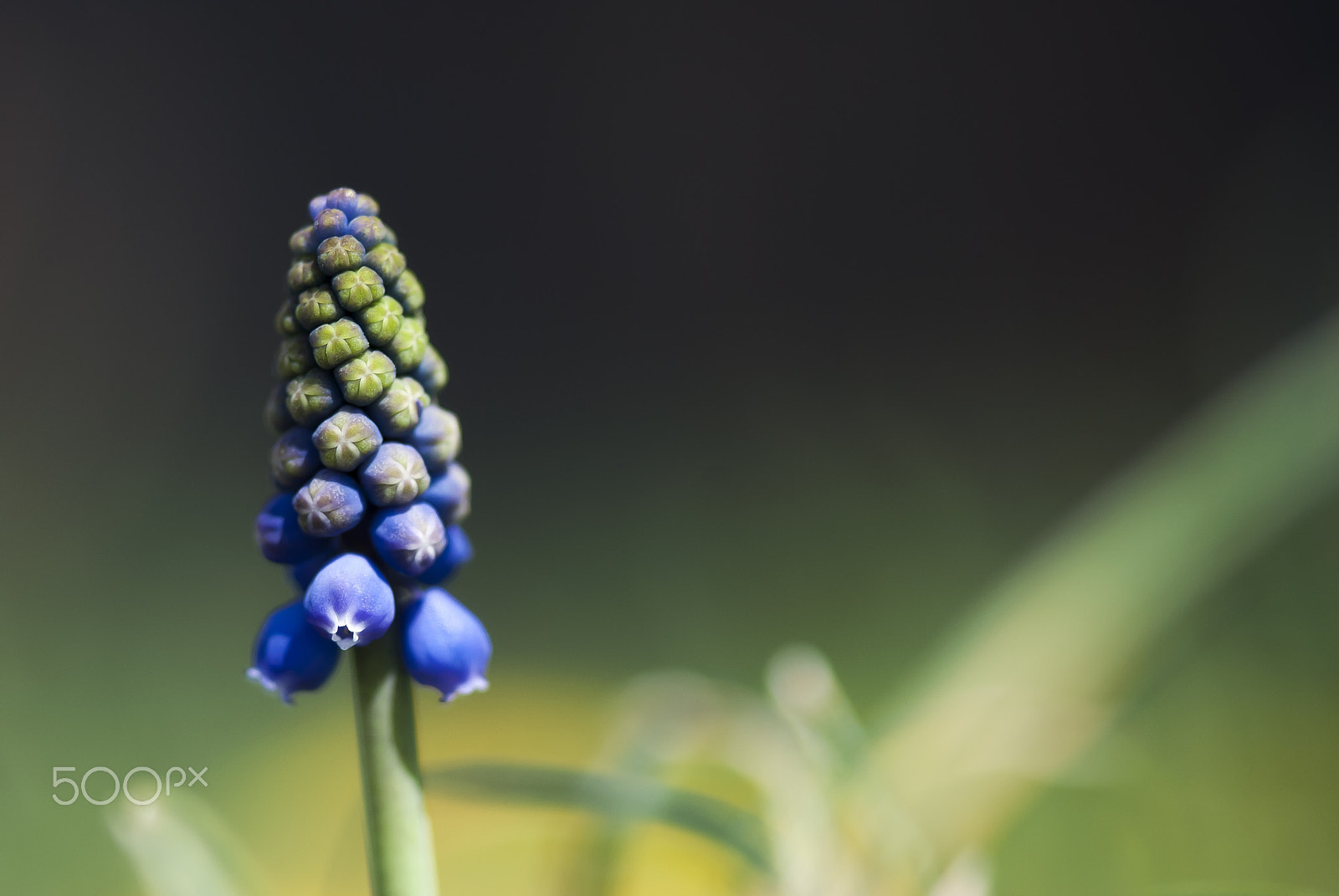 Nikon AF-S Micro-Nikkor 105mm F2.8G IF-ED VR sample photo. Grape hyacinth flower photography